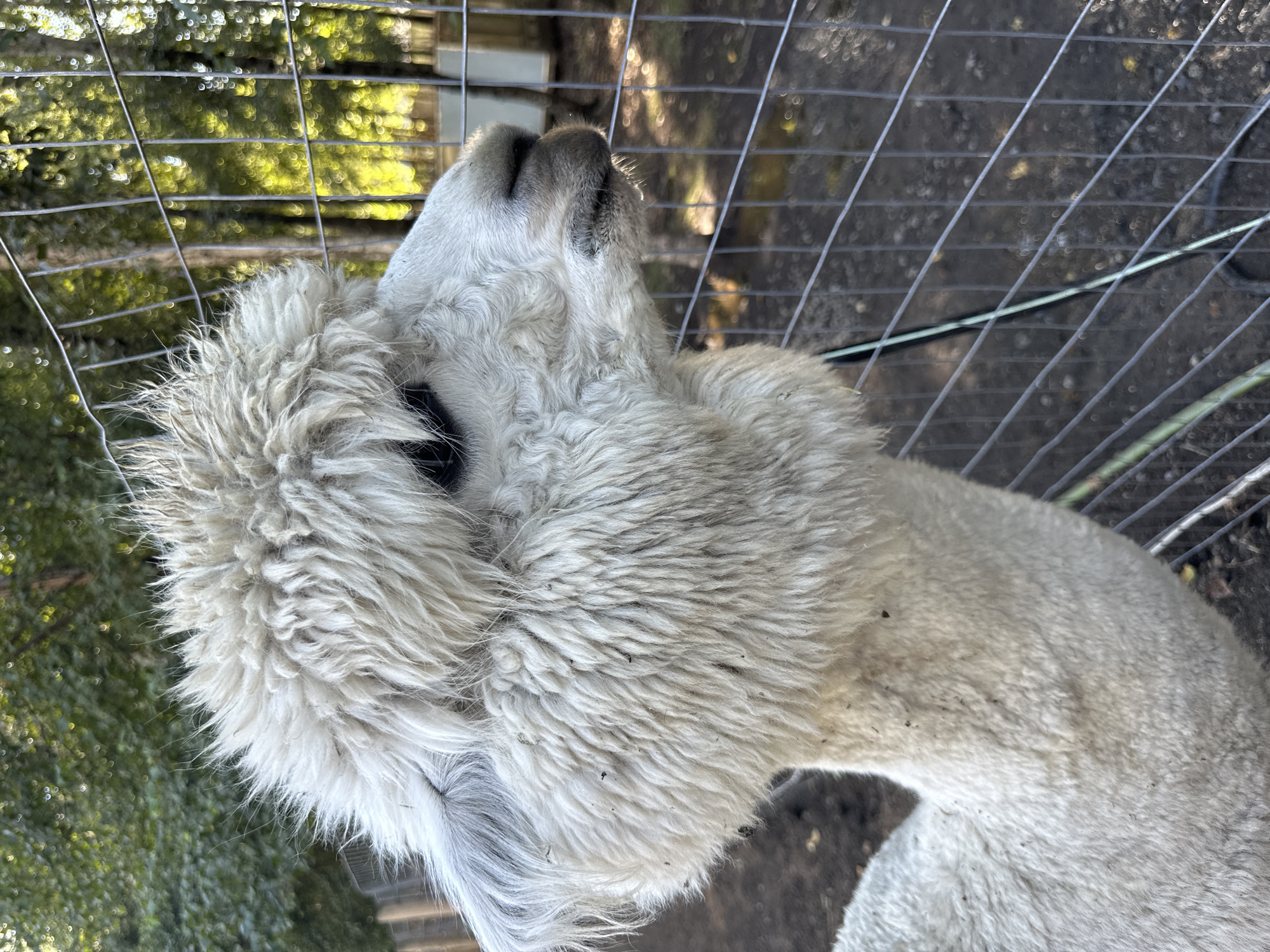 A close-up, profile view of a white alpaca's head and neck is captured from the side, facing right. The alpaca's fluffy, off-white fleece is visible, with some darker specks scattered across it. Its dark eye is visible, and its muzzle is a grayish-brown color with some moisture at the lip. The alpaca appears to be behind a wire fence. The background consists of blurred green foliage and trees, with some out-of-focus circular light patterns. The ground appears to be dirt or mud, with some fallen leaves. This image was taken at the Lulu Island Winery in Richmond, Canada.