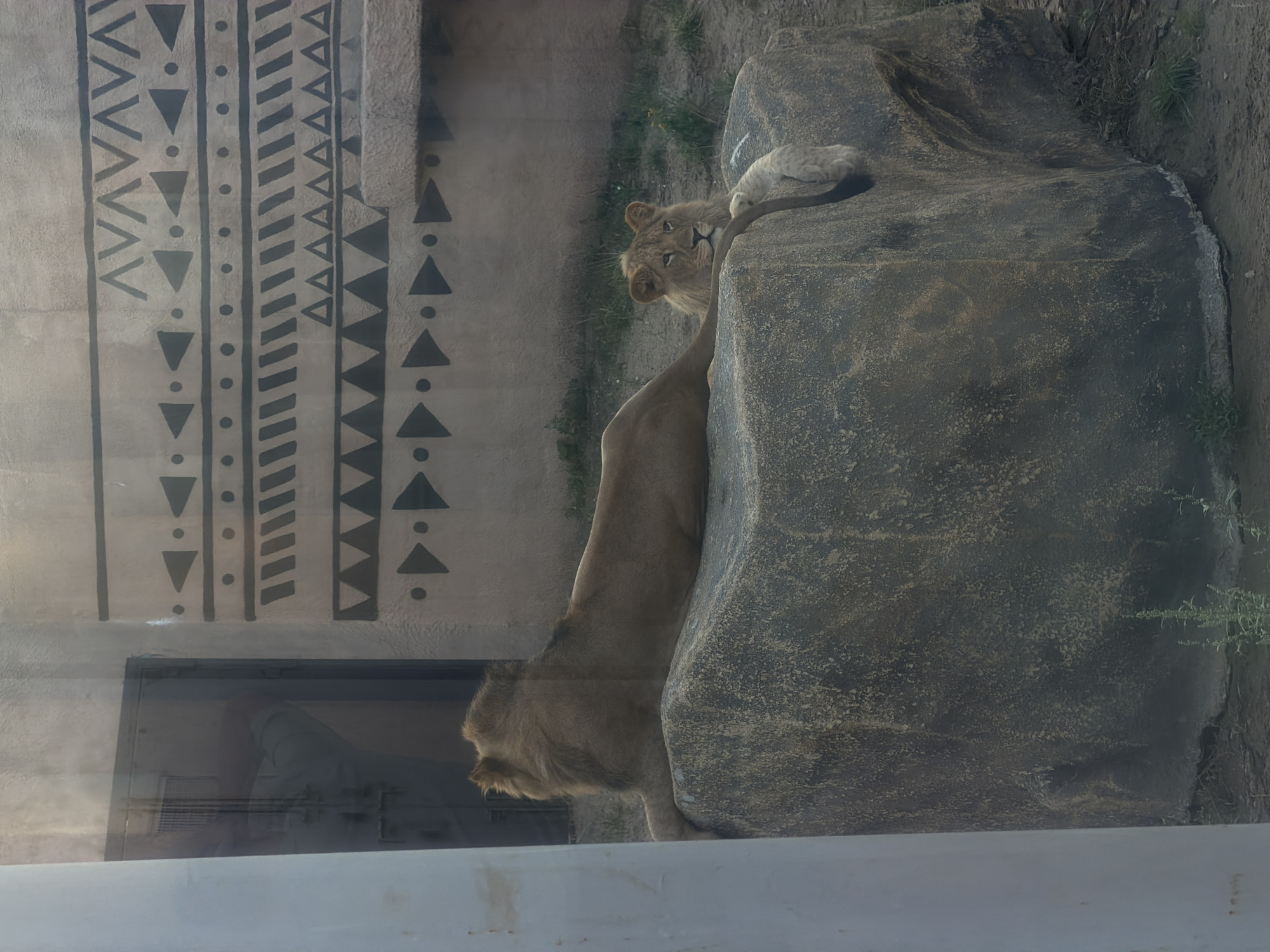 An adult male lion with a light brown mane is resting on a large, textured rock. Beside him, to the right, a younger lion is also on the rock, looking towards the viewer. The younger lion is partially obscured by the tail of the adult male. In the background, there is a wall with a tribal-like pattern painted on it, consisting of black geometric shapes and dots. To the far left of the image, there is a glimpse of a metal door or gate, and a portion of a white pillar. The ground around the rock is covered with dirt and sparse green vegetation. The scene appears to be an enclosure, possibly in a zoo or wildlife park, with a reflective surface (likely glass) in the foreground, causing some glare and distortion. The environment suggests an outdoor setting.