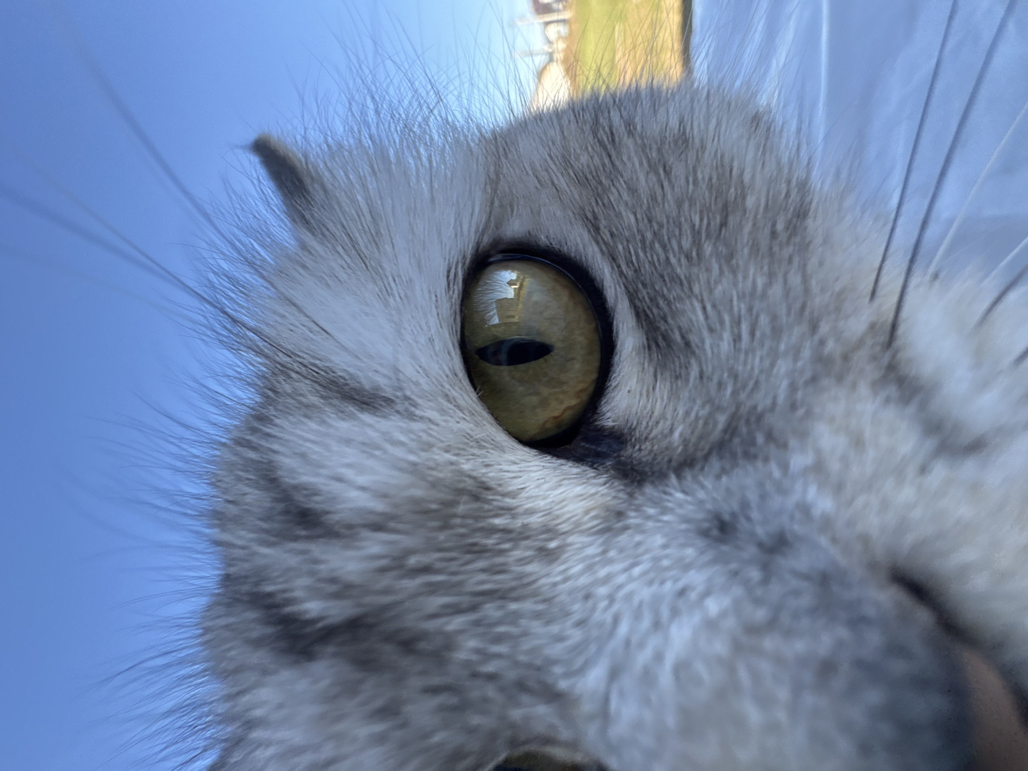 A close-up, low-angle perspective shows the head and face of a gray and white cat. The focus is on the cat's yellow-green eye, which has a black, vertical pupil. The cat's fur is visible, showing a mix of gray and white hairs. The background is a clear blue sky. The location in the city of Ферма, Russia, cannot be determined from the image.