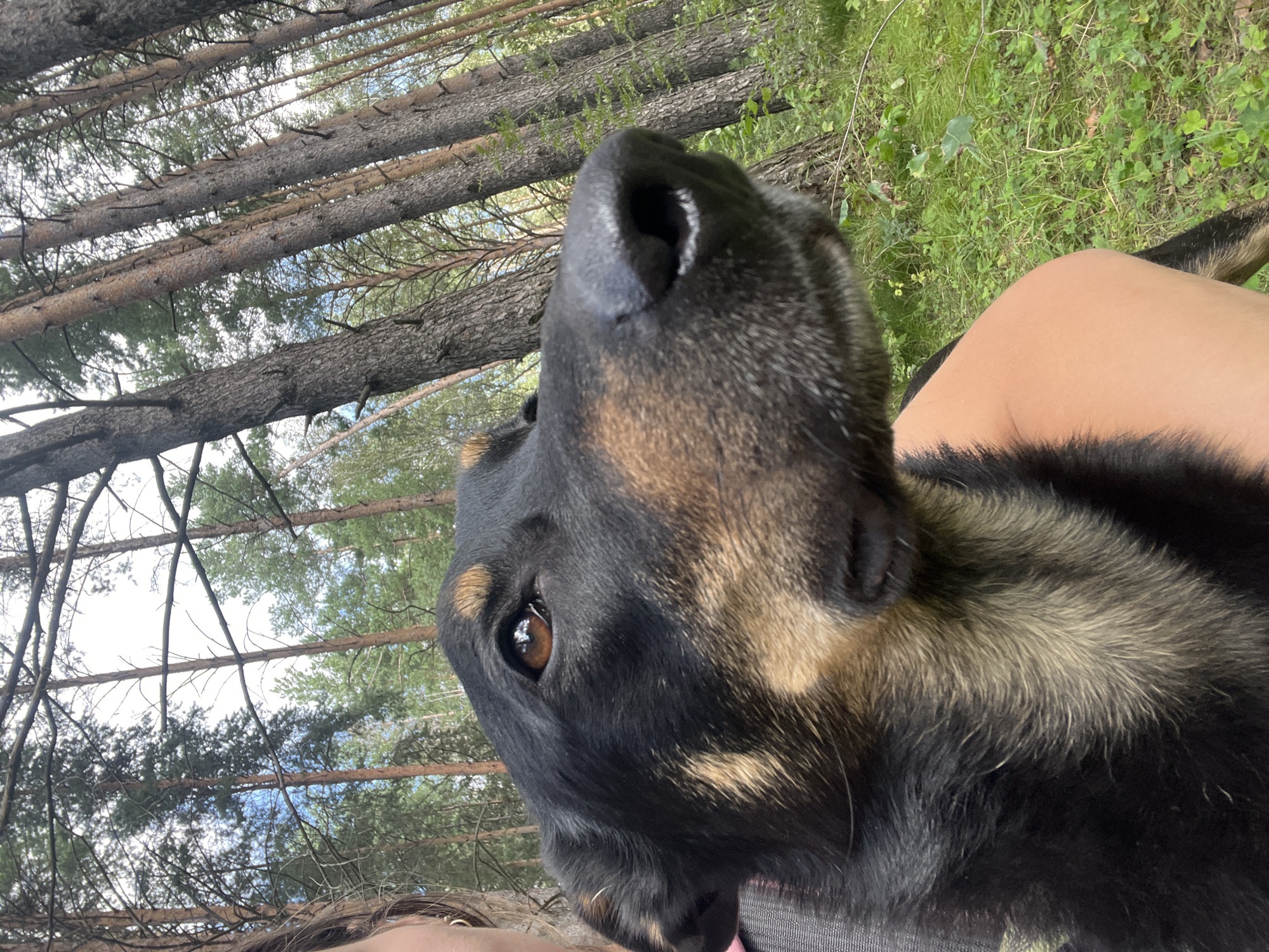 A close-up, eye-level shot features a German Shepherd-mix dog in a wooded area. The dog's head is dominant in the frame, with its snout angled towards the right and its brown eye visible. Its fur is predominantly black with tan markings around its muzzle, ears, and chest. A portion of a person's arm and shoulder is visible beneath the dog, suggesting the dog is being held or is resting against them. The background consists of a dense forest with tall, slender pine trees and green undergrowth, indicating an outdoor, natural setting. The lighting suggests it is daytime, with natural light filtering through the trees. The location is identified as Nizhny Tagil, Russia.