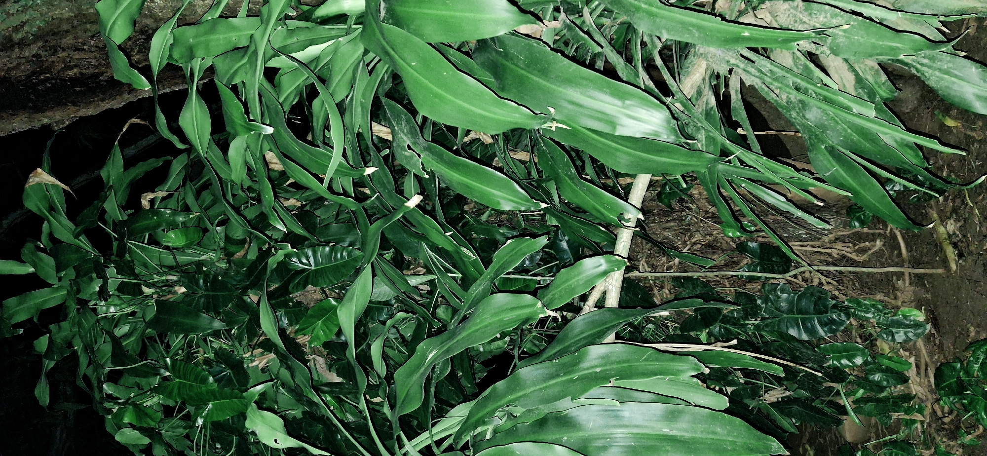 The image displays a dense cluster of lush green foliage, primarily consisting of large, elongated leaves, some of which are slightly curled or torn. The plants appear to be growing in a natural, somewhat wild environment, with a rough tree trunk visible on the right side. The ground below is dark and appears to be covered in soil and possibly fallen leaves. The lighting suggests it might be nighttime or a very shaded area, with some highlights on the leaves indicating light reflection. The setting is consistent with a tropical or subtropical environment, and the presence of dense vegetation points to a natural landscape, potentially a forest or dense garden. The image was taken in Vallecito, Venezuela. There are no people, animals, or specific objects of interest other than the plants and the tree trunk. The scene is static and shows a close-up view of the vegetation.