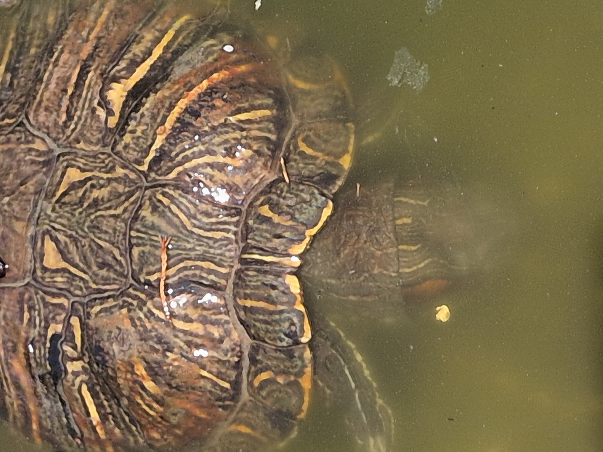 An overhead, close-up shot captures a turtle partially submerged in murky, greenish-brown water. The turtle, likely a red-eared slider or similar pond turtle, is seen from above, with its intricately patterned carapace (upper shell) dominating the left side of the frame. The shell features a mosaic of scutes with distinct dark brown, black, and bright yellow to orange stripes and markings, creating a rich, organic texture. Several small, bright white specks are visible on the shell, appearing as either reflections from the water surface or small pieces of debris.
Towards the right side of the image, the turtle's neck and head area are partially visible, also exhibiting characteristic yellow and dark markings, blending into the water. The surrounding water is opaque and greenish-brown, with various small particles and a few larger pieces of debris floating on or near the surface, indicating a natural outdoor setting such as a pond or a calm section of a river in Sochi, Russia. The light source appears to be from above, creating subtle reflections on the wet surfaces of the shell. No specific activity beyond floating or resting is discernible. There is no visible text in the image.