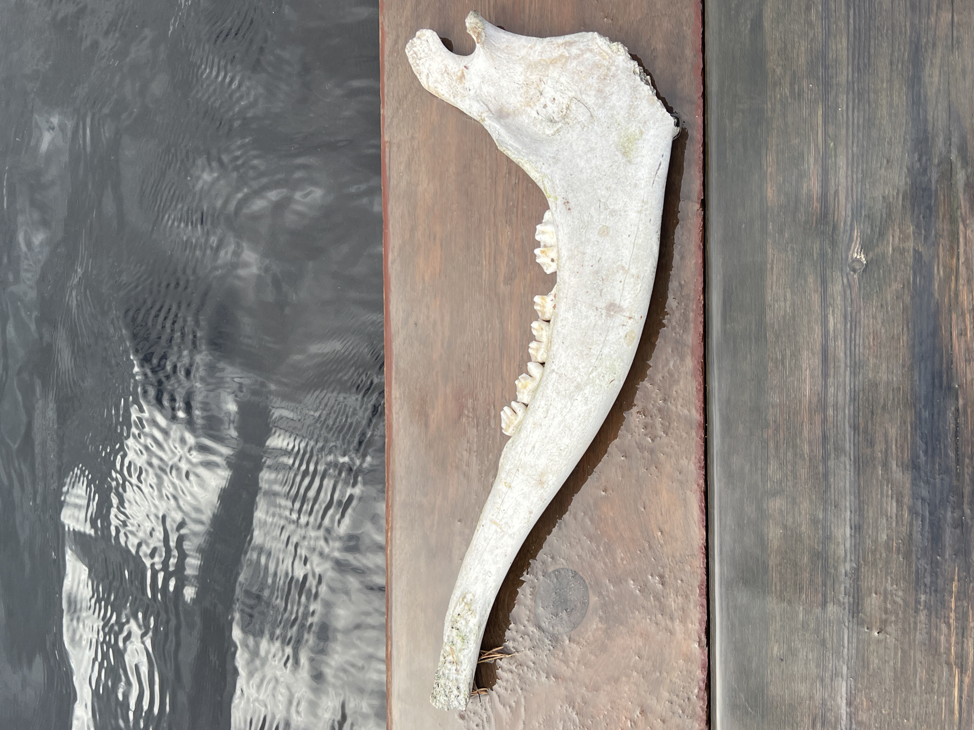 A single animal mandible lies on a wooden surface, with rippling water visible in the background. The mandible is light-colored, appearing weathered and aged. Several teeth are visible along its length. The wooden surface is composed of planks, some of which appear wet. The water is dark and reflects the light, creating a pattern of ripples and shadows. The image is captured from a high-angle perspective. The scene is outdoors, likely in a natural setting near a body of water, possibly in Kimasozero, Russia, given the context provided. There are no people or explicit signs of human activity beyond the placement of the mandible on the wooden planks.