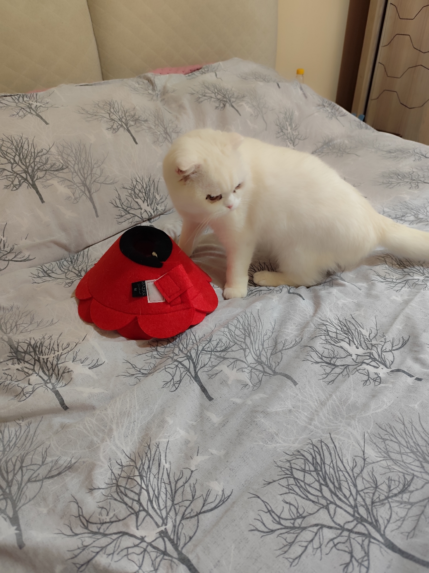 A white Scottish Fold cat is on a bed next to a red, cone-shaped object. The bed has a gray and white tree-branch pattern. The cat is crouching and facing the cone. The location is a room in a building, but there is no specific information linking it to Sarıyer, Turkey.