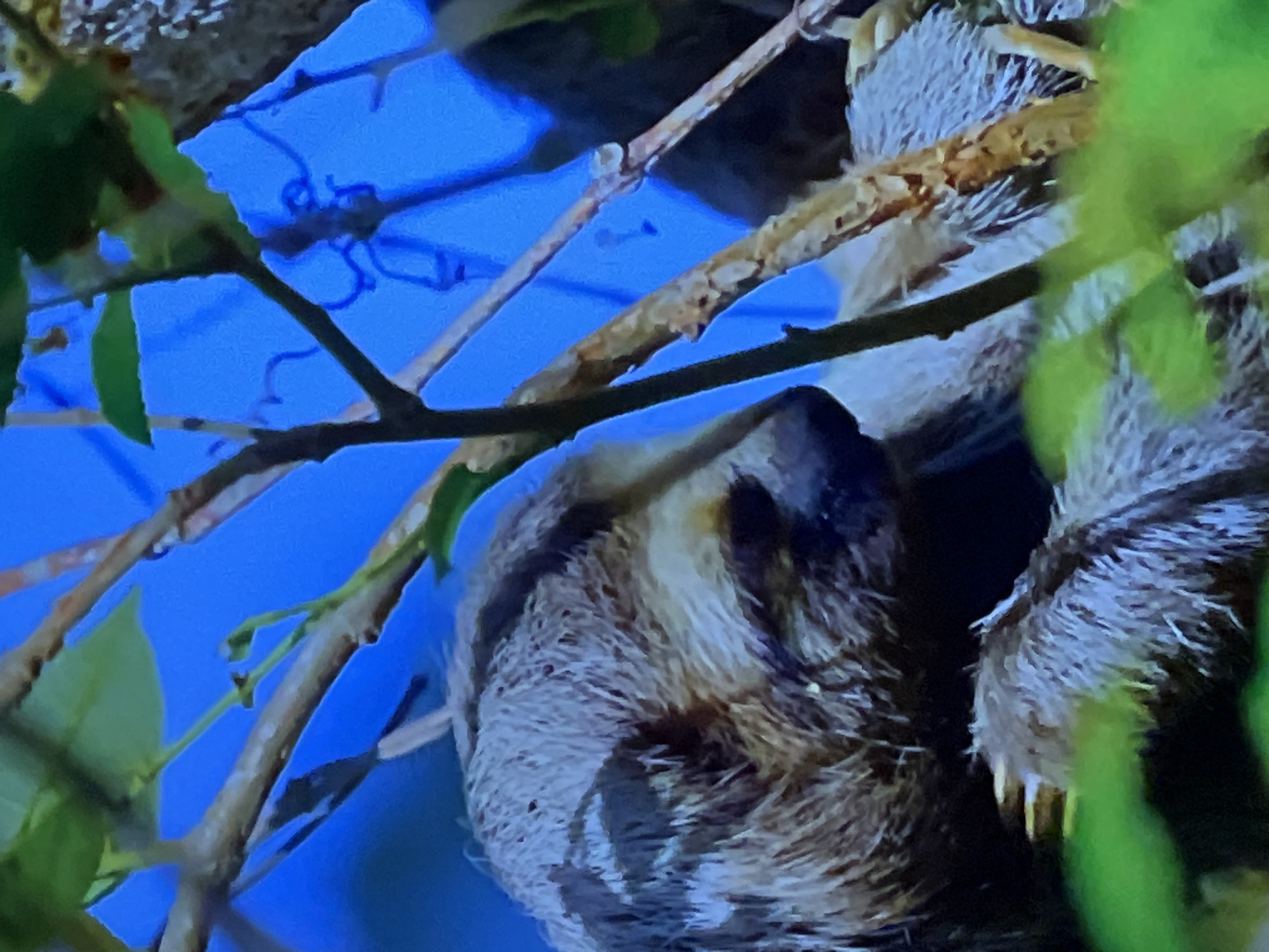 The image shows a close-up of a sloth hanging from branches, with a bright blue sky as the background. The sloth's fur is visible, as are its claws gripping the branches. Green foliage frames the scene. There is no indication that this image is related to the city of Casablanca, Morocco.