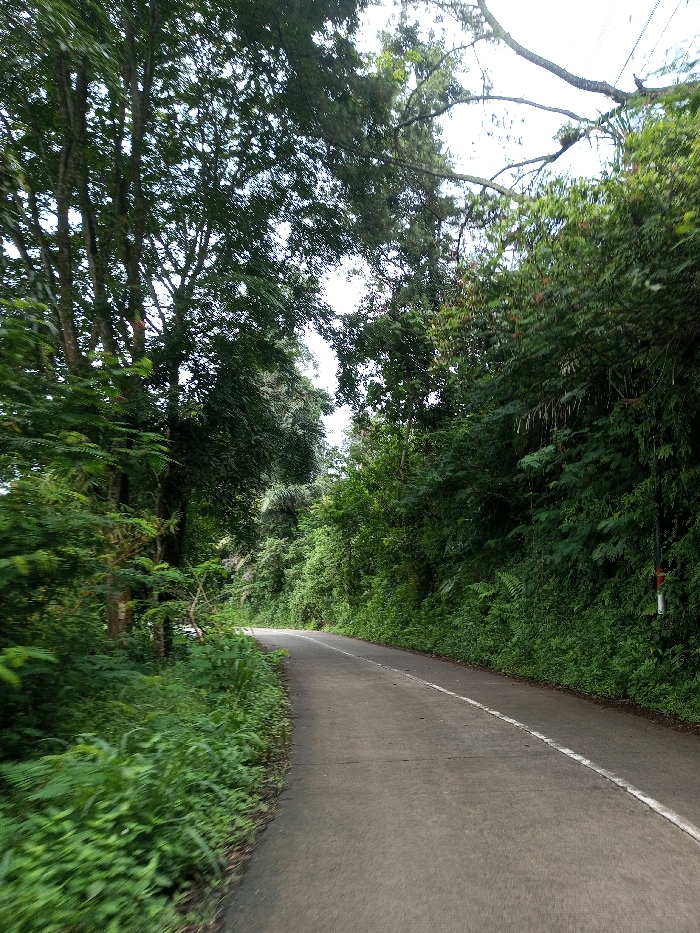 The image displays an asphalt road curving right and ascending through a densely vegetated landscape in Ariyalai, Sri Lanka. The road surface is dark gray, marked by a single solid white line along its right edge. No individuals, vehicles, or animals are present. On the left, tall trees with dense, dark green canopies and verdant undergrowth line the road. The right side features a steep embankment covered in thick, varied green foliage, including trees, bushes, and ferns. Partially obscured by this vegetation on the far right, a dark pole with a reddish-brown cylindrical component and a white rectangular marker is visible. The sky, partially visible through the tree canopy, appears overcast.