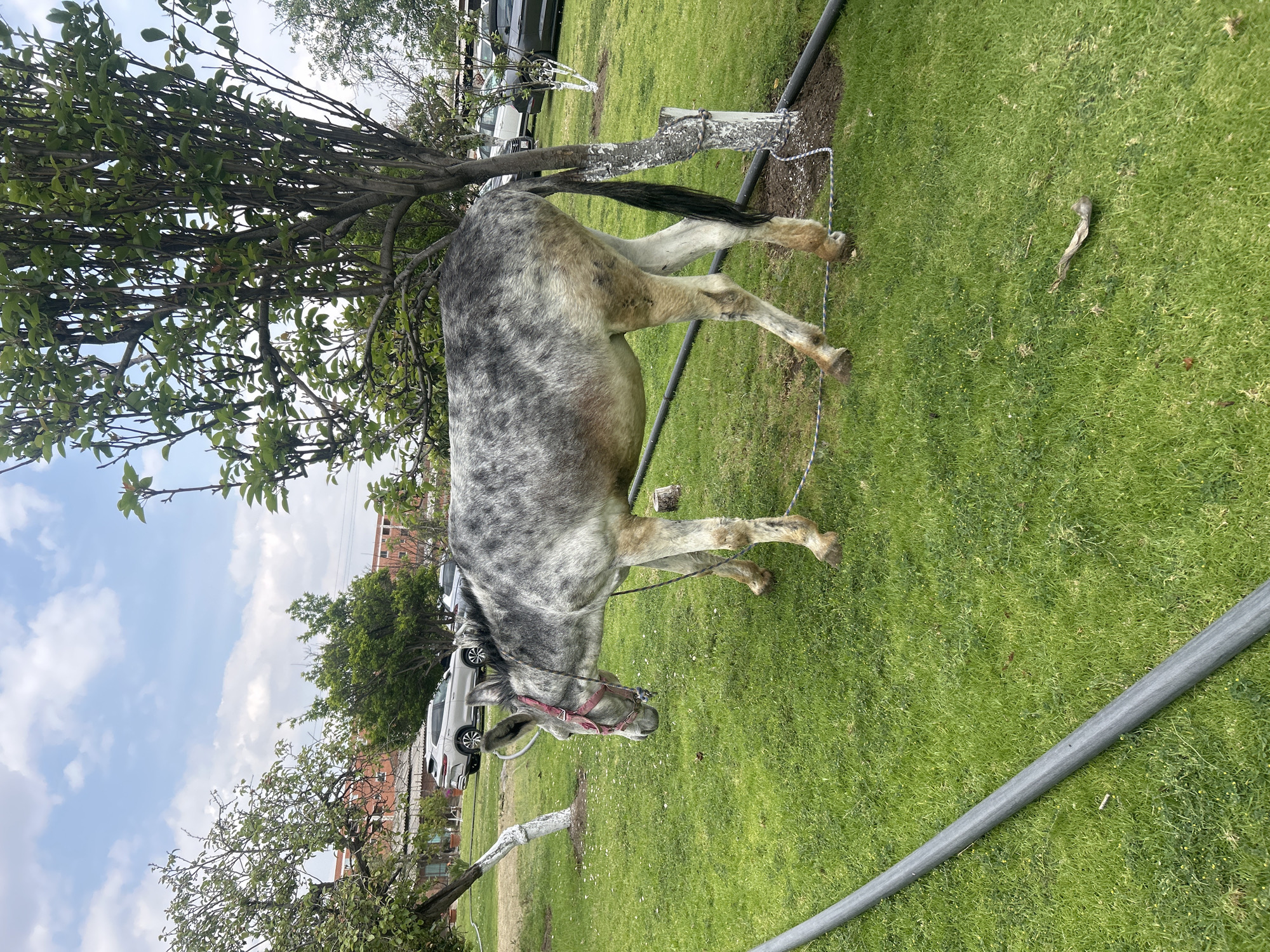 A spotted gray horse stands on a grassy lawn in an outdoor setting. The horse has a red halter and is partially obscured by a tree. In the background, there are trees, buildings, and several cars parked. A gray pipe lies on the lawn in the foreground. The location is Unknown, Unknown.