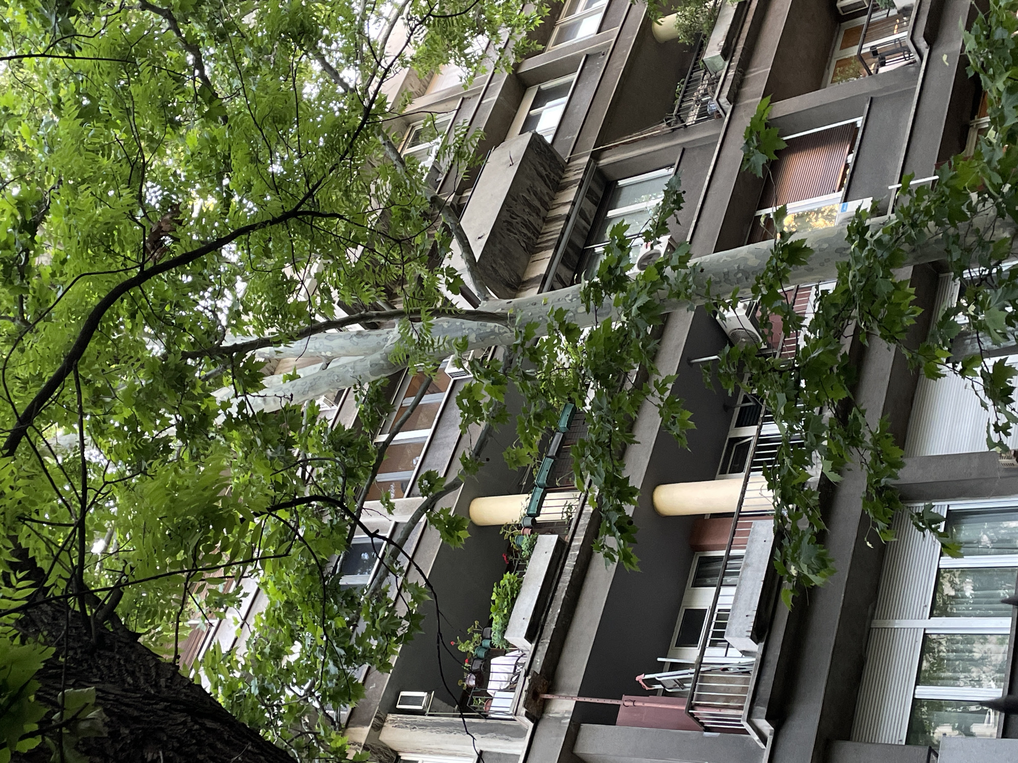 The image shows an upward-angled view of a multi-story building in Belgrade, Serbia, as seen through the canopy of a tree. The building has a modern, angular design with recessed balconies and numerous windows. Several windows feature blinds. Some balconies have plants and air conditioning units. A white sheet or covering is stretched across a tree branch. The overall impression is urban but with a natural element from the tree.