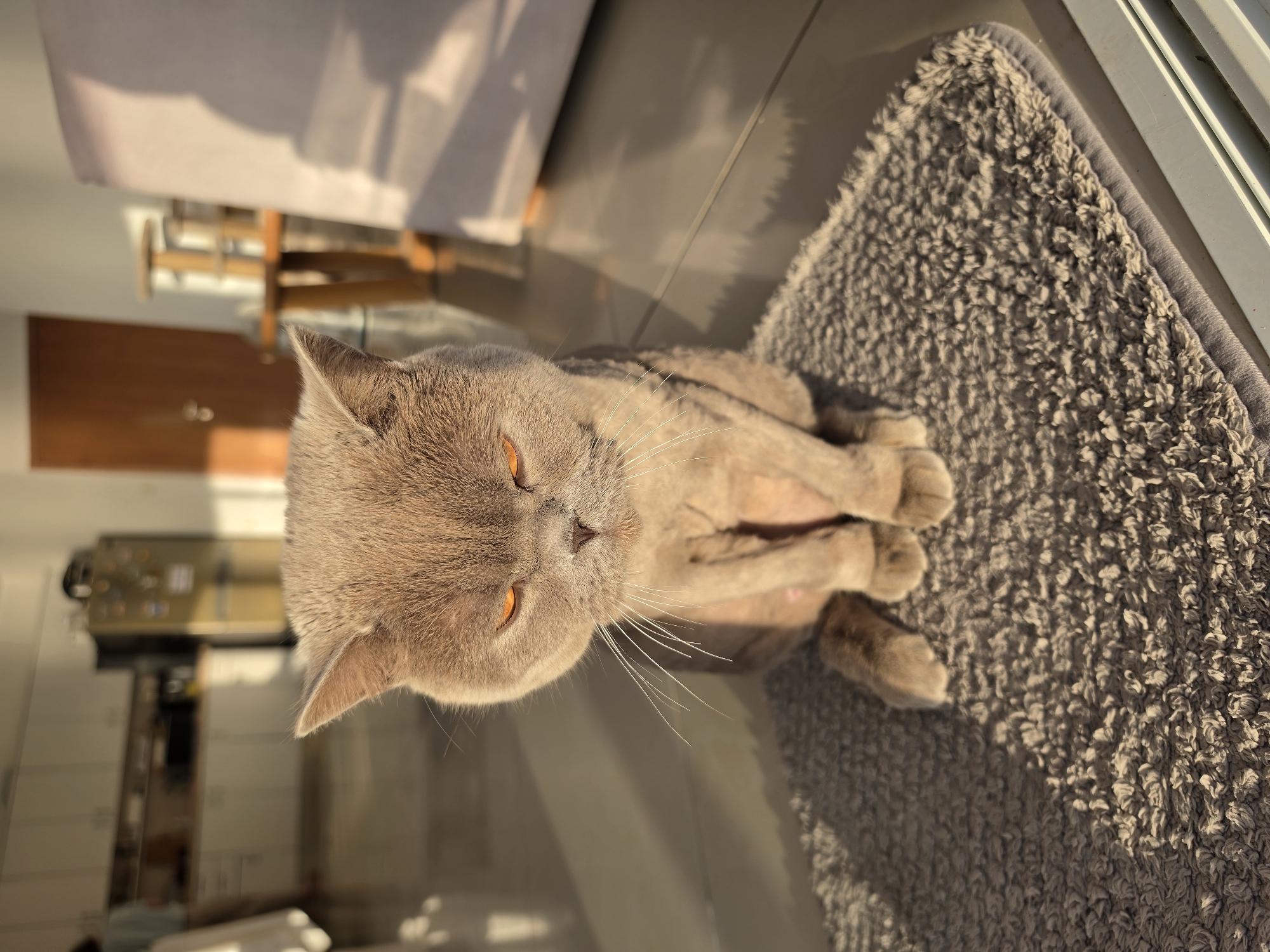 A tan cat with orange eyes is sitting on a small gray rug near a window. The location is a room in Bat Yam, Israel. The cat is facing away from the window and looking down, with its paws tucked underneath it. Sunlight is streaming in through the window, casting shadows on the rug and the surrounding floor. The background includes glimpses of furniture and a door.