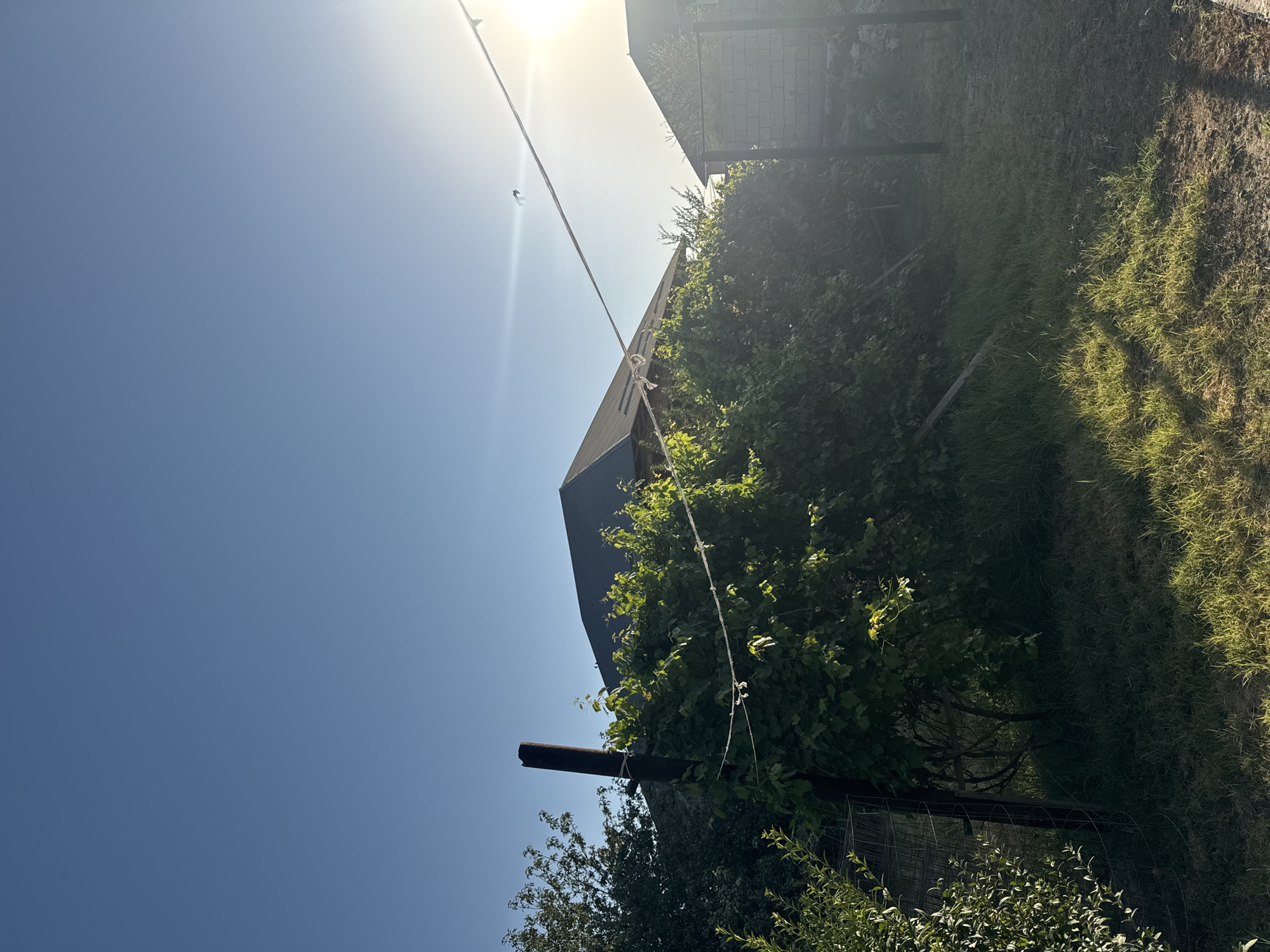 In the city of Şardara, Kazakhstan, a sunlit outdoor scene unfolds. The bright sun, positioned in the upper right quadrant, casts a warm glow over the landscape. A clear blue sky dominates the upper portion of the image. In the foreground, a rustic fence with a weathered post and wire supports runs across the scene. Lush green foliage, possibly a garden or natural growth, obscures parts of the view. Beyond the greenery, the roofs of two houses are visible, suggesting a residential area. The ground is covered with a mix of grass and dirt, with sunlight creating dappled shadows.