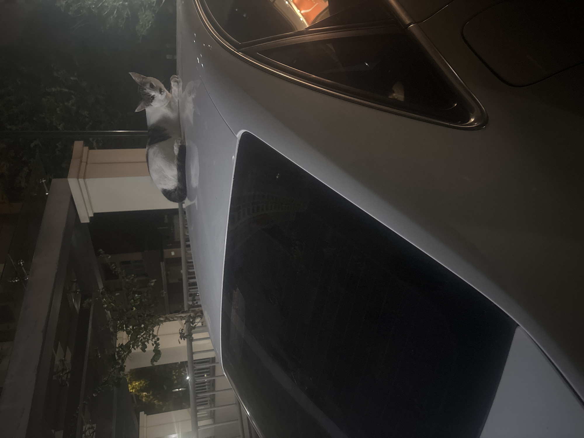 A white and grey cat is lying on the roof of a white car at night. The cat is facing the camera with its eyes open. The car is parked in what appears to be an outdoor parking lot, with a building and some trees visible in the background. The scene is illuminated by artificial lights.
