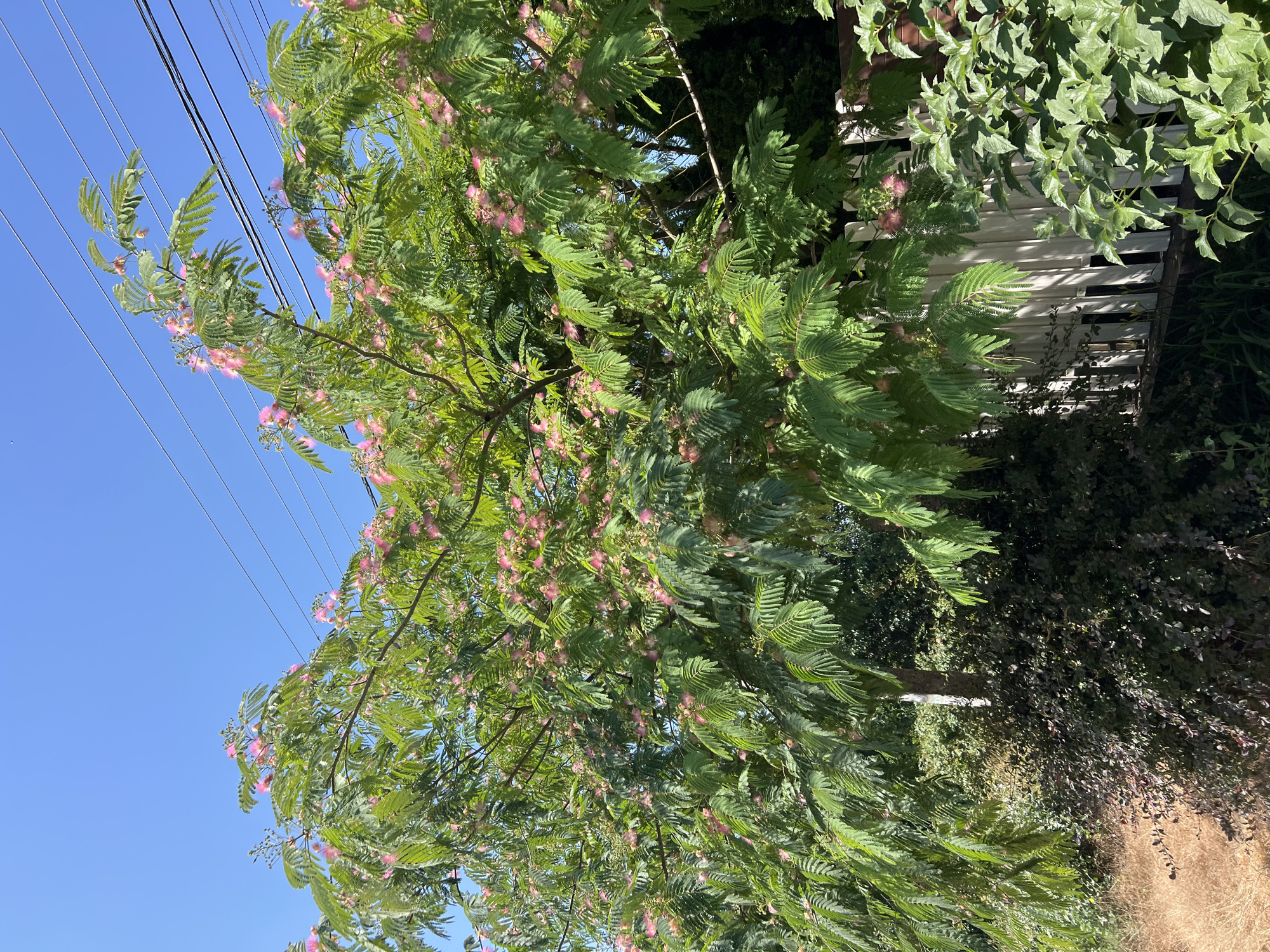 A mature Mimosa tree, also known as a Persian silk tree, is in full bloom with numerous delicate pink, feathery flowers. The tree has a wide canopy of compound leaves and is situated in an outdoor environment with a clear blue sky overhead. Power lines are visible stretching across the top portion of the frame. In the foreground and background, there are various types of greenery, including bushes and smaller trees. A white picket fence is partially visible behind the tree, suggesting a residential or park-like setting. The ground in the foreground is covered with dry, light brown grass. The overall impression is of a vibrant, sunlit day. The location is identified as Fontanka, Ukraine.