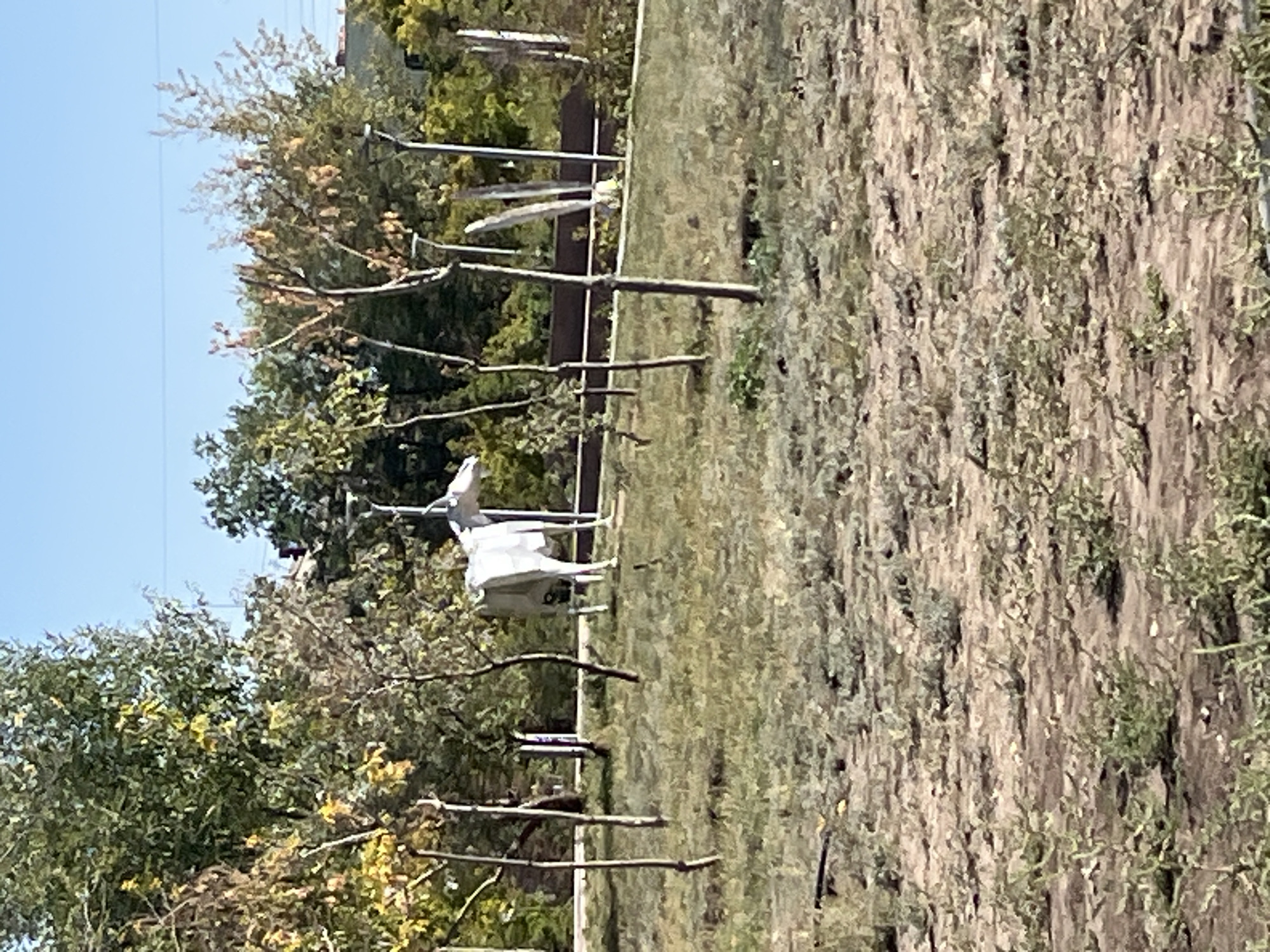 A bright, sunny day shows a landscape with sparse, dry grass and scattered young trees. In the mid-ground, a white, metal sculpture of a moose stands on a small mound, its head tilted upwards. The sculpture is abstract and angular. Behind the sculpture, a dark fence runs horizontally across the frame, with trees and some buildings visible in the distance. The sky is a clear, light blue. This scene is likely in a park or public space in Astana, Kazakhstan, characterized by arid climate vegetation.