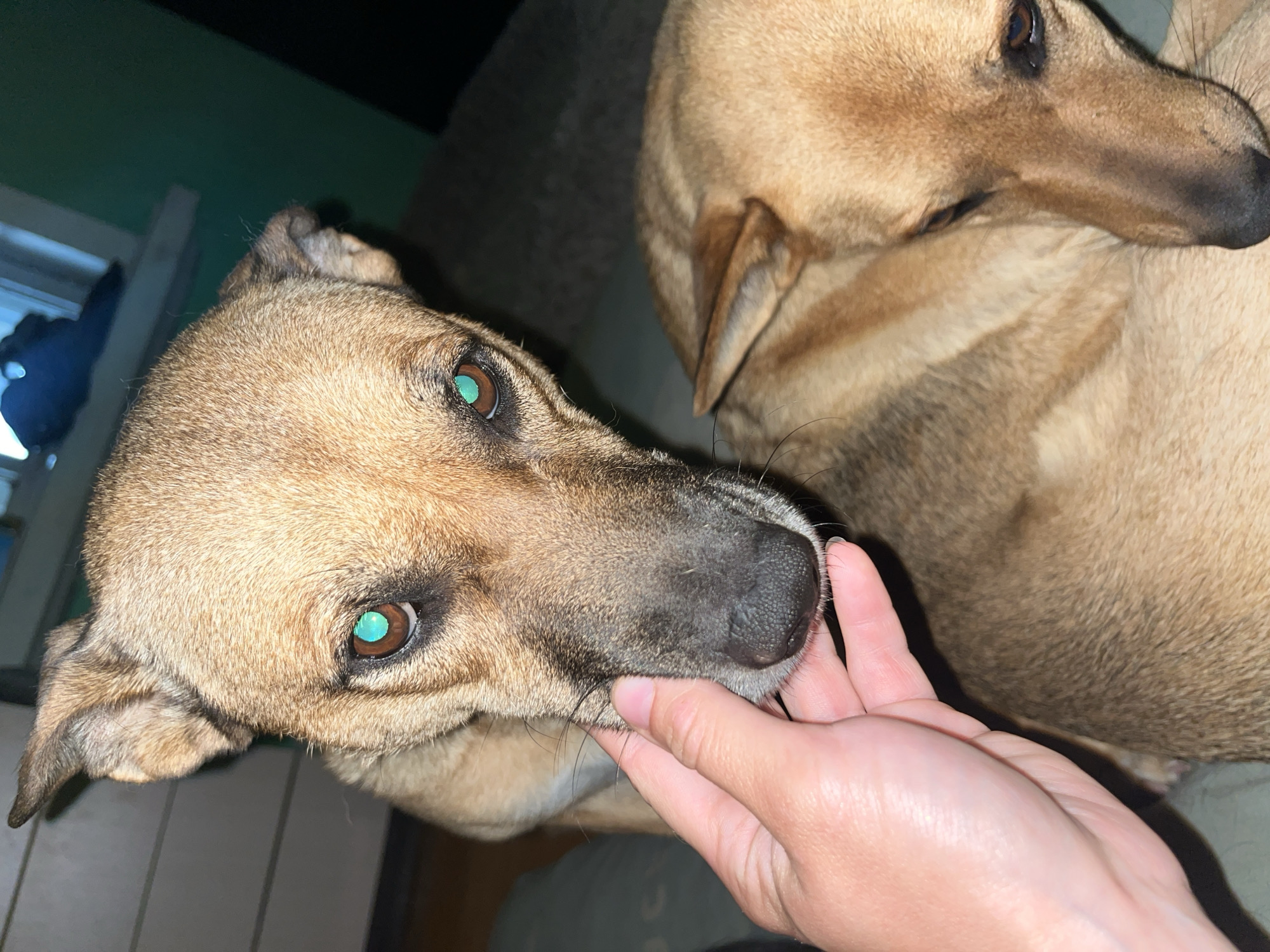 In a dimly lit room, possibly an apartment in Nizhny Tagil, Russia, a person's hand gently touches the snout of a tan-colored dog with bright green eyes. The dog is looking directly at the camera, its face filling the foreground. Behind this dog, another tan-colored dog rests its head on something soft, its eyes not visible. The background is dark and out of focus, with hints of a window and a green wall. The overall impression is one of intimacy and quiet companionship between the person and the dogs.