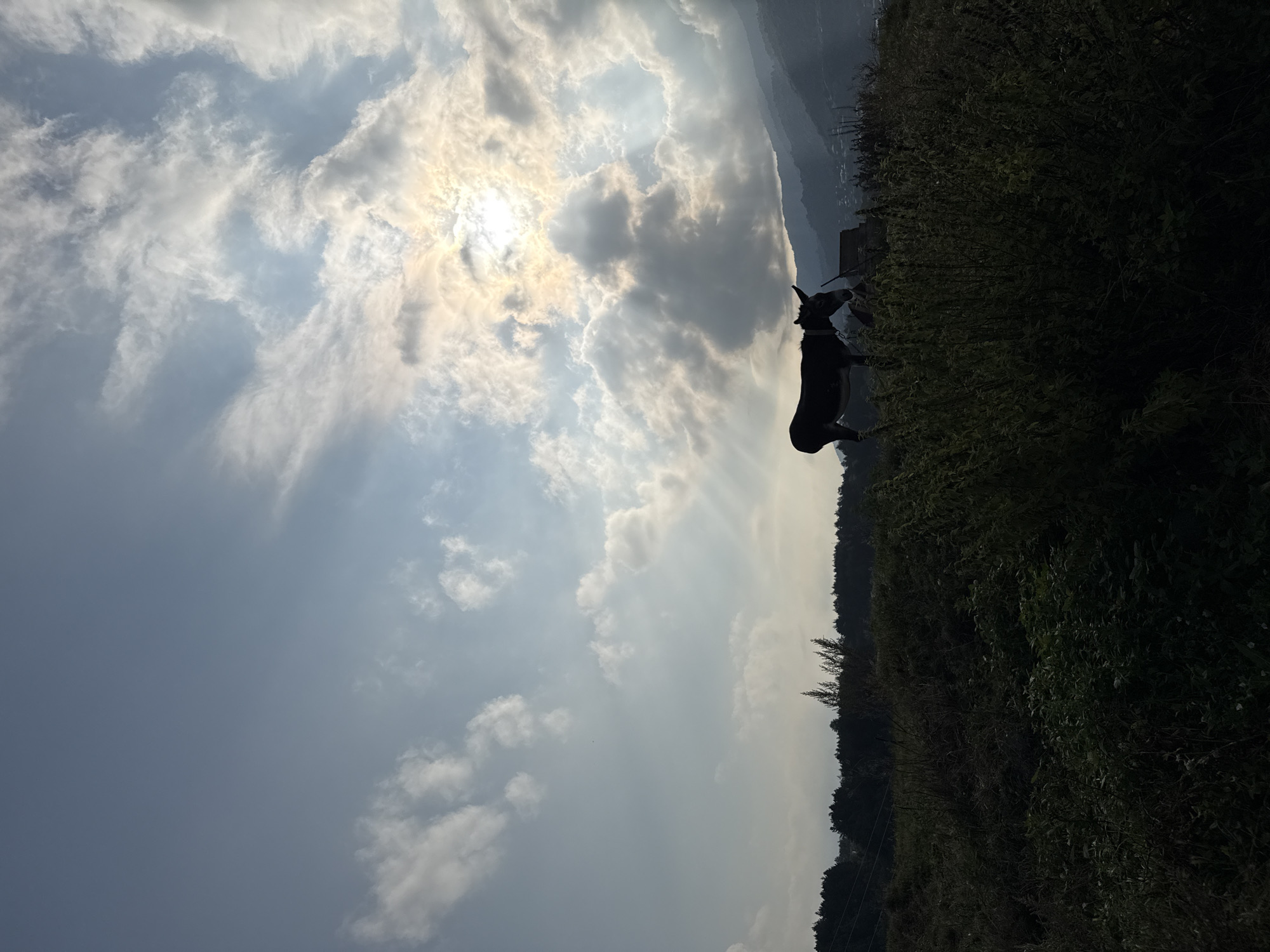 The image depicts a silhouette of a donkey standing on a grassy hill against a dramatic sky. The sun is partially obscured by clouds, casting rays of light through the atmosphere. In the background, a range of hills or mountains can be seen, with some structures suggesting a settlement. The foreground is filled with dense vegetation, primarily green shrubs and grasses. The overall impression is that of a rural or natural landscape, potentially at dawn or dusk, given the lighting conditions and the silhouette effect. The image is set in the city of Dilijan, Armenia.