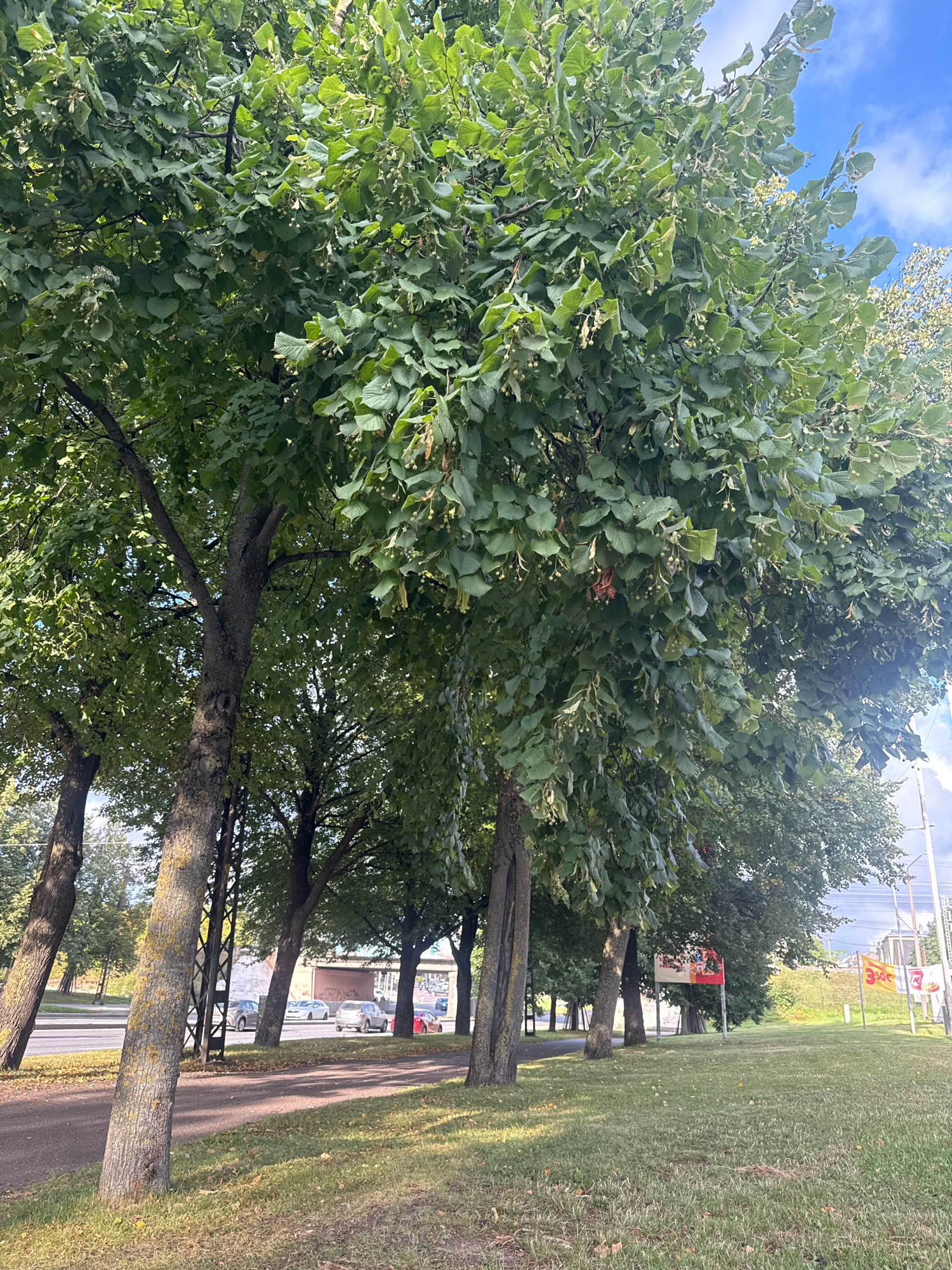 This image depicts a tree-lined street in Tallinn, Estonia, likely during daylight hours given the sunlit grass and shadows. The foreground is dominated by the dense green foliage of several mature trees, their trunks visible and textured with lichen. The trees form a canopy over a paved road and a grassy embankment.
On the road, a few cars are visible, including what appears to be a silver sedan, a white SUV, and a red car. They are parked or driving along the road, which curves gently. In the background, beyond the trees and road, are hints of urban infrastructure, possibly buildings and a bridge or overpass. There are also some flags or banners on poles to the right of the frame, one of which appears to display the number "3.50".
The overall scene suggests a quiet, urban park or boulevard setting, with lush greenery creating a natural barrier between the road and the viewer. The lighting suggests it is a clear day, possibly late morning or afternoon, with the sun casting distinct shadows. There are no people clearly visible in the image.