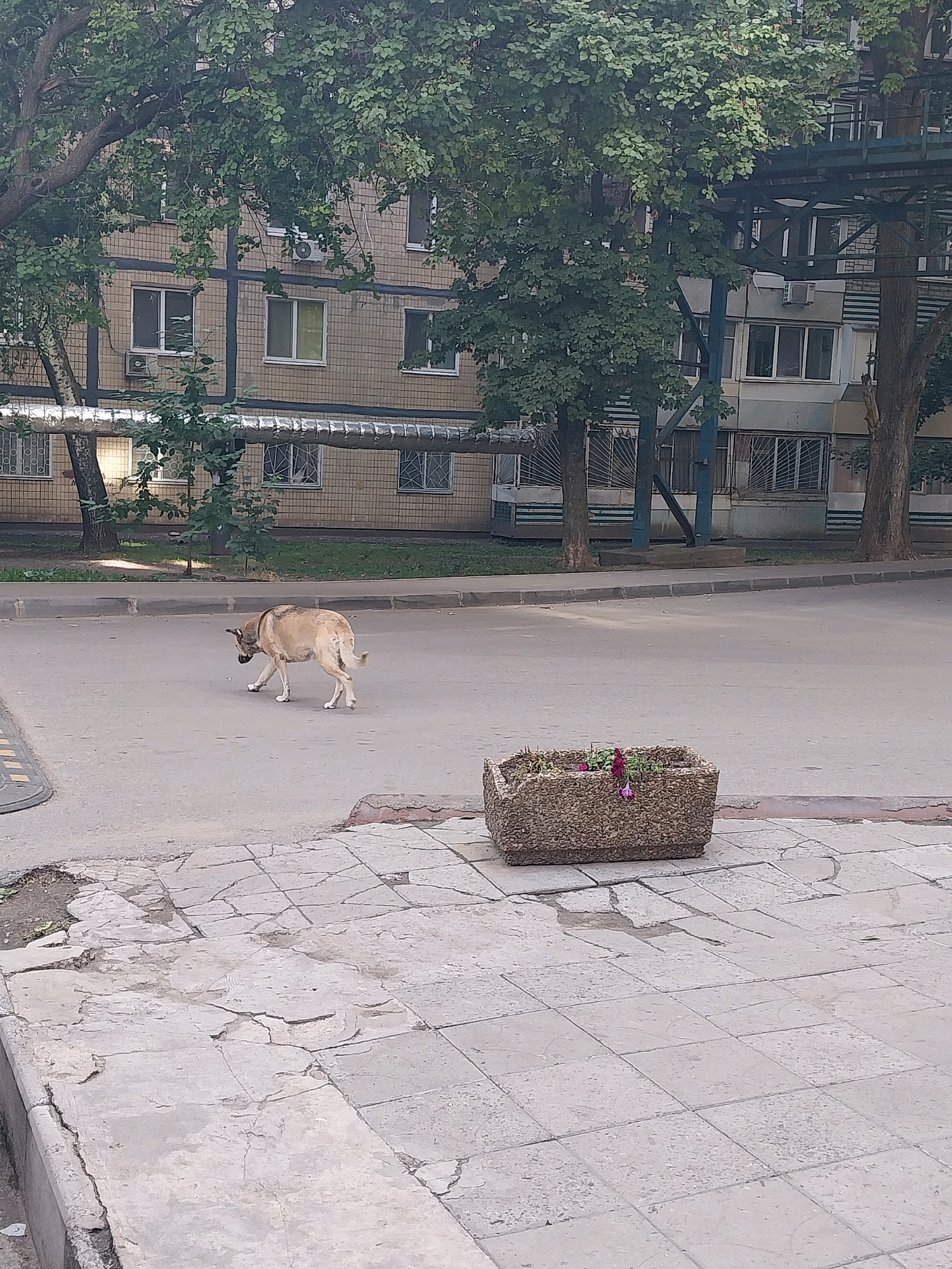 A light-colored dog with a dark collar is walking on a paved street in front of a building. The building appears to be an apartment complex with several windows and balconies. Trees line the street and the sidewalk is made of cracked concrete slabs. A concrete planter with flowers is also visible on the sidewalk. The scene is likely in Dnipro, Ukraine, given the urban setting and architecture.