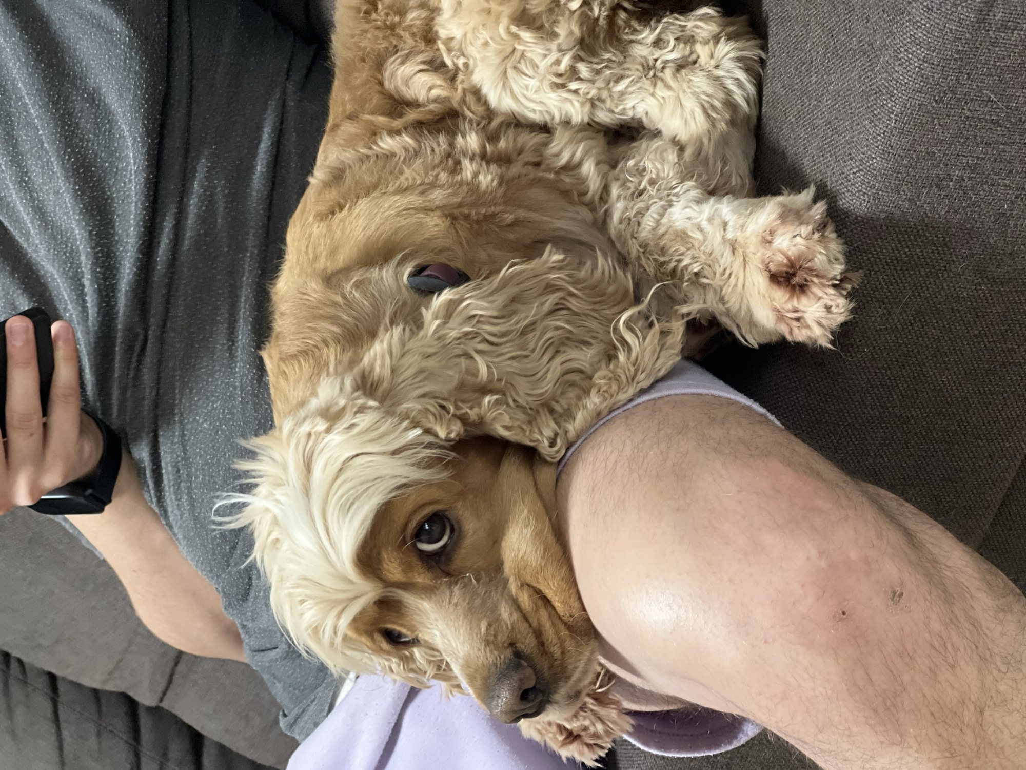 A tan Cocker Spaniel dog is lying on a gray couch, with its head resting on a person's leg. The person is wearing gray pants and a lavender shirt. The person's hand, wearing a black fitness tracker, is visible. The dog has light blonde fur on its head. A second leg, belonging to the same person, is also visible. The scene takes place indoors on a gray couch. Location is unknown.