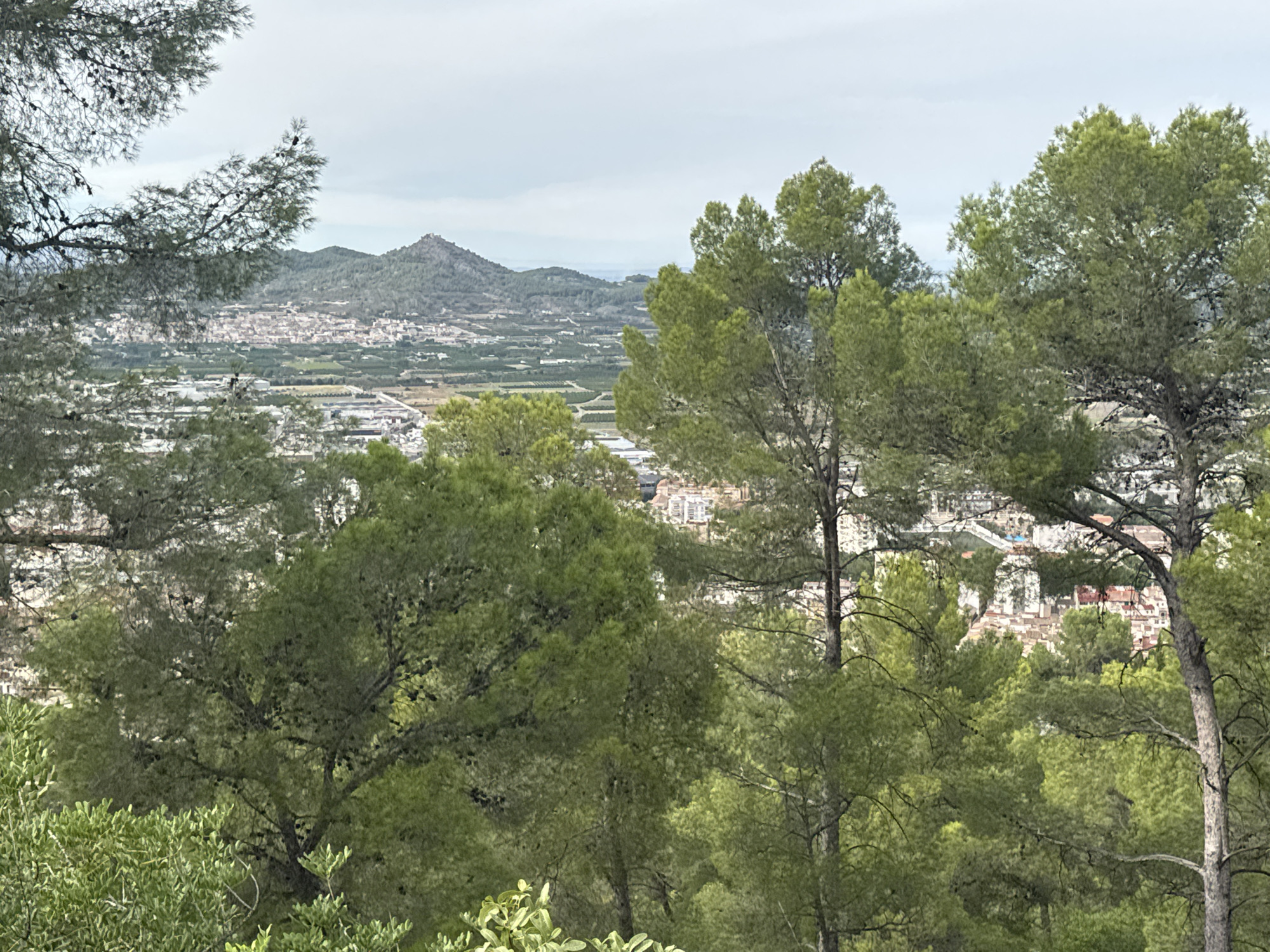 This image shows a scenic overlook of the town of El Genovés, Spain, framed by lush green pine trees. In the foreground, several large pine trees with dense foliage and visible cones dominate the view. Their branches extend across the frame, partially obscuring the middle ground and background.
Beyond the trees, the town of El Genovés unfolds. Buildings with red-tiled roofs are visible, interspersed with smaller structures. The town appears to be situated in a valley or on a hillside, with more buildings extending upwards towards a prominent, rocky mountain peak in the distance. The mountain has a fortified structure or ruins at its summit, suggesting historical significance.
The landscape surrounding El Genovés is a mix of cultivated fields, indicated by rows of crops and agricultural plots, and natural vegetation. The terrain appears hilly and mountainous, characteristic of the Valencian Community region. The sky is overcast, with diffused light, suggesting a cloudy day. No people or animals are visible in the image. The perspective is from an elevated position, looking down and across the landscape. The overall impression is one of a rural, picturesque setting with a historic town nestled amongst the hills.