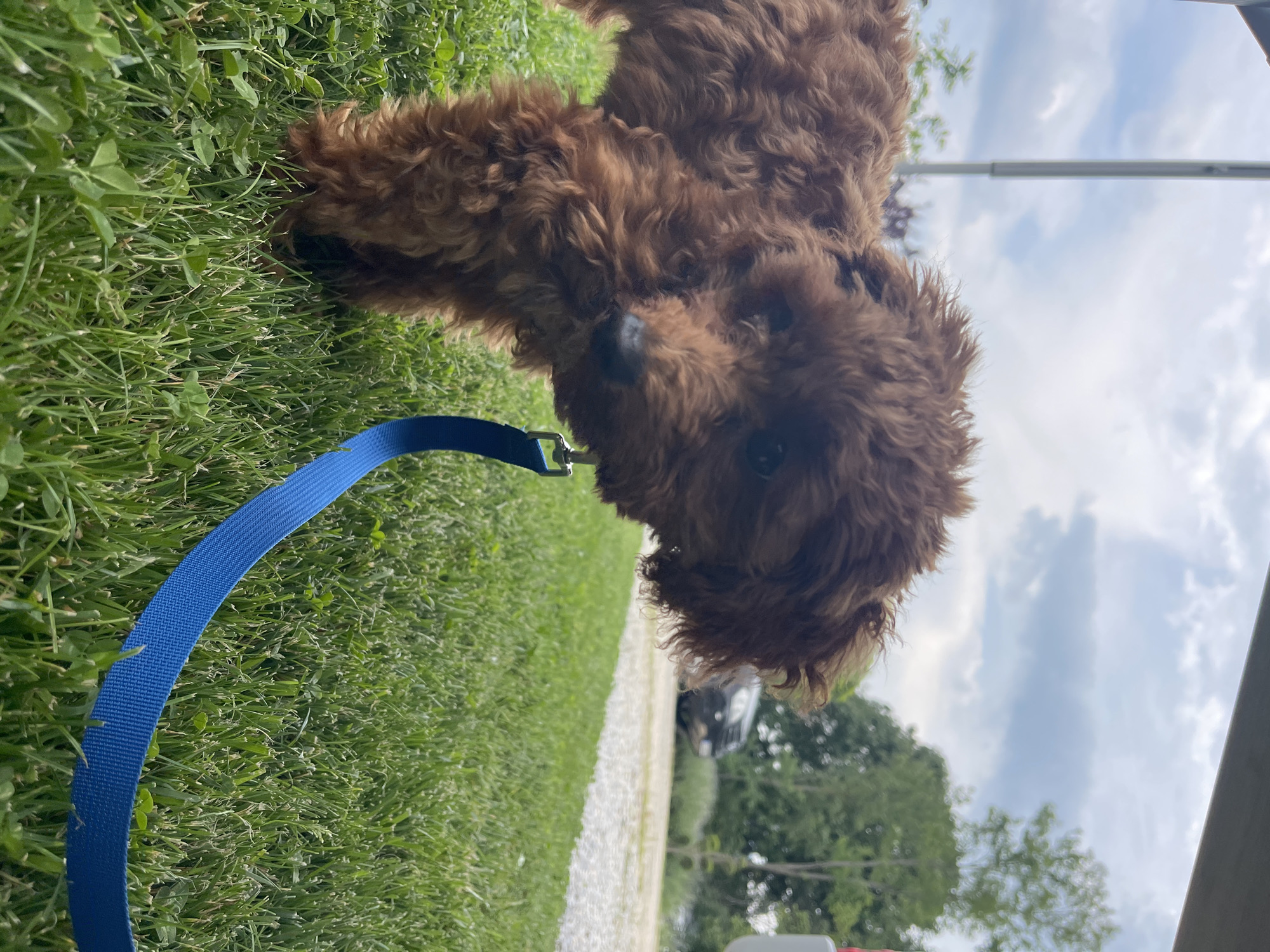 A small, reddish-brown, curly-haired dog stands on a vibrant green lawn with patches of clover. The dog, consistent with a poodle or poodle mix, faces slightly right with its head tilted, looking towards the viewer. Its dark eyes and black nose are visible through its shaggy fur. A bright blue fabric leash, attached to an unseen collar, extends from the dog's right side and curves towards the lower right corner of the frame, resting on the grass. The perspective is low, close to the ground. In the background, under a partly cloudy sky, green trees are visible on both sides. A light-colored gravel driveway or road traverses the mid-background, where a dark-colored sedan or SUV is partially visible in the distance on the right. A light grey vertical pole or column and a dark horizontal overhang are present in the upper left background. The scene is illuminated by natural daylight, consistent with an outdoor setting in the city of Koprinka, Bulgaria.