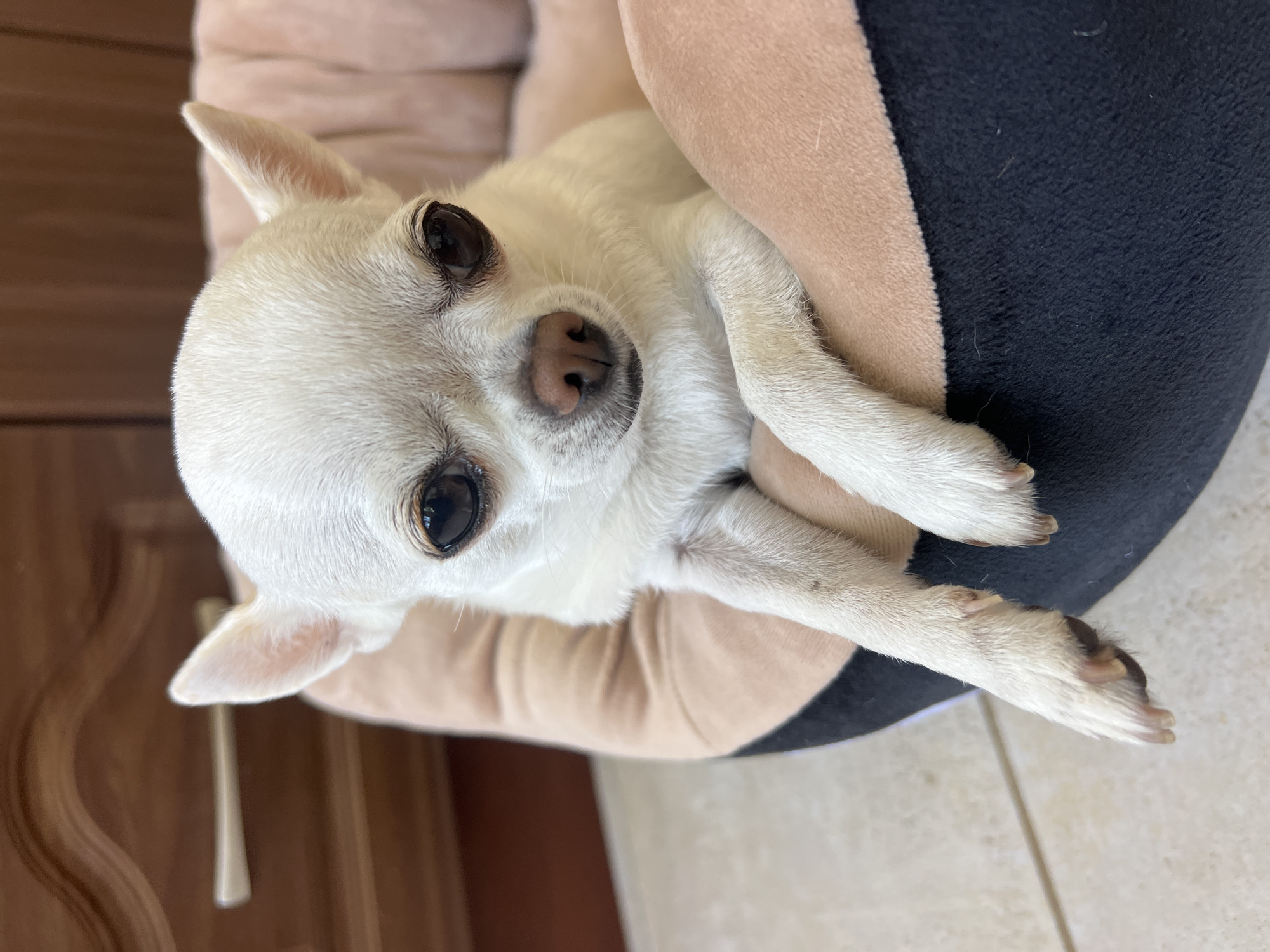 A white Chihuahua dog is lying in a plush dog bed. The dog is facing the camera with its head slightly tilted. It has large, dark eyes and a small pink nose. Its front paws are resting over the edge of the bed. The dog bed is beige and black, and it is placed on a tiled floor. In the background, there is a wooden cabinet with a drawer pull. The scene appears to be indoors, possibly in a home. The location of Fontanka, Ukraine is not discernible from the image.