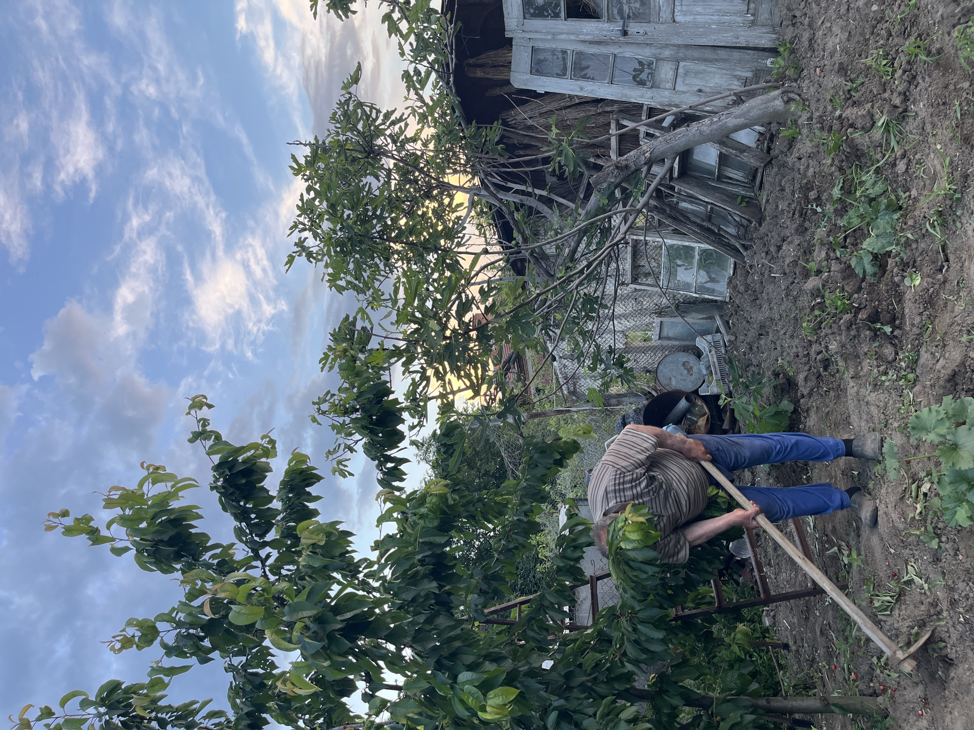 The photograph depicts a scene in Lozarevo, Bulgaria, capturing an individual tending to a garden. The person is dressed in blue trousers and a striped shirt. They are actively using a long-handled garden tool, appearing to be cultivating the soil. Vegetation is abundant, with trees and plants framing the scene. In the background, an old, dilapidated structure with weathered wooden doors and windows can be observed. The sky above features a mix of blue and clouds, suggesting either early morning or late afternoon lighting conditions. The scene overall has a rural, somewhat rustic atmosphere.