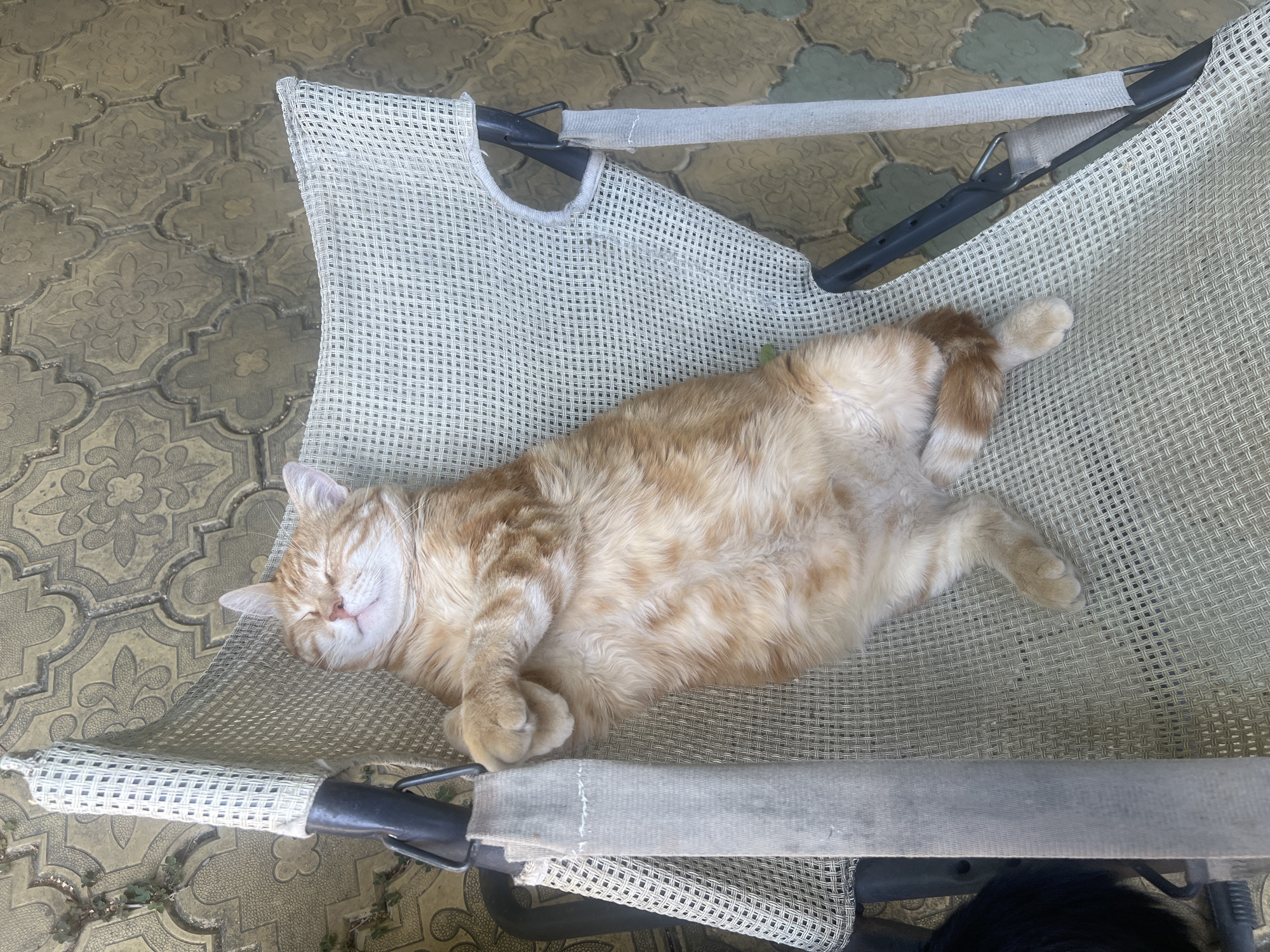 An orange tabby cat is sleeping peacefully on a beige mesh outdoor chair. The cat is lying on its back with its paws crossed over its chest. Its eyes are closed, and its mouth is slightly open, giving it a contented expression. The chair is placed on a patterned stone patio. In the background, the stones have a decorative floral design. To the left of the chair, a small amount of greenery is visible, suggesting an outdoor setting. The scene conveys a sense of relaxation and tranquility. The location is Bender, Moldova.