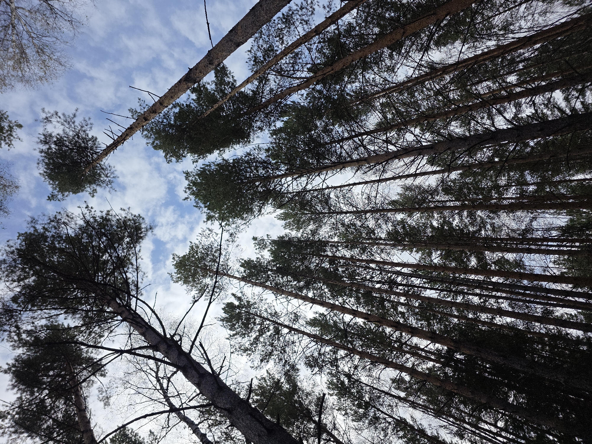 The image depicts a view looking upwards through a dense forest of tall pine trees. The trees are predominantly dark green with rough, brown bark, and their branches reach towards a pale blue sky dotted with white, wispy clouds. The perspective suggests the viewer is standing at the base of the trees, emphasizing their height and the overhead canopy. The overall impression is one of being immersed in a natural, wooded environment, with a sense of depth created by the layering of trees and branches. The lighting suggests it is daytime, with the sky providing diffused light filtering through the foliage. There are no people, animals, or man-made objects visible in the frame. The scene is consistent with a forest located in or near Magnitka, Russia, a region known for its natural wooded landscapes.