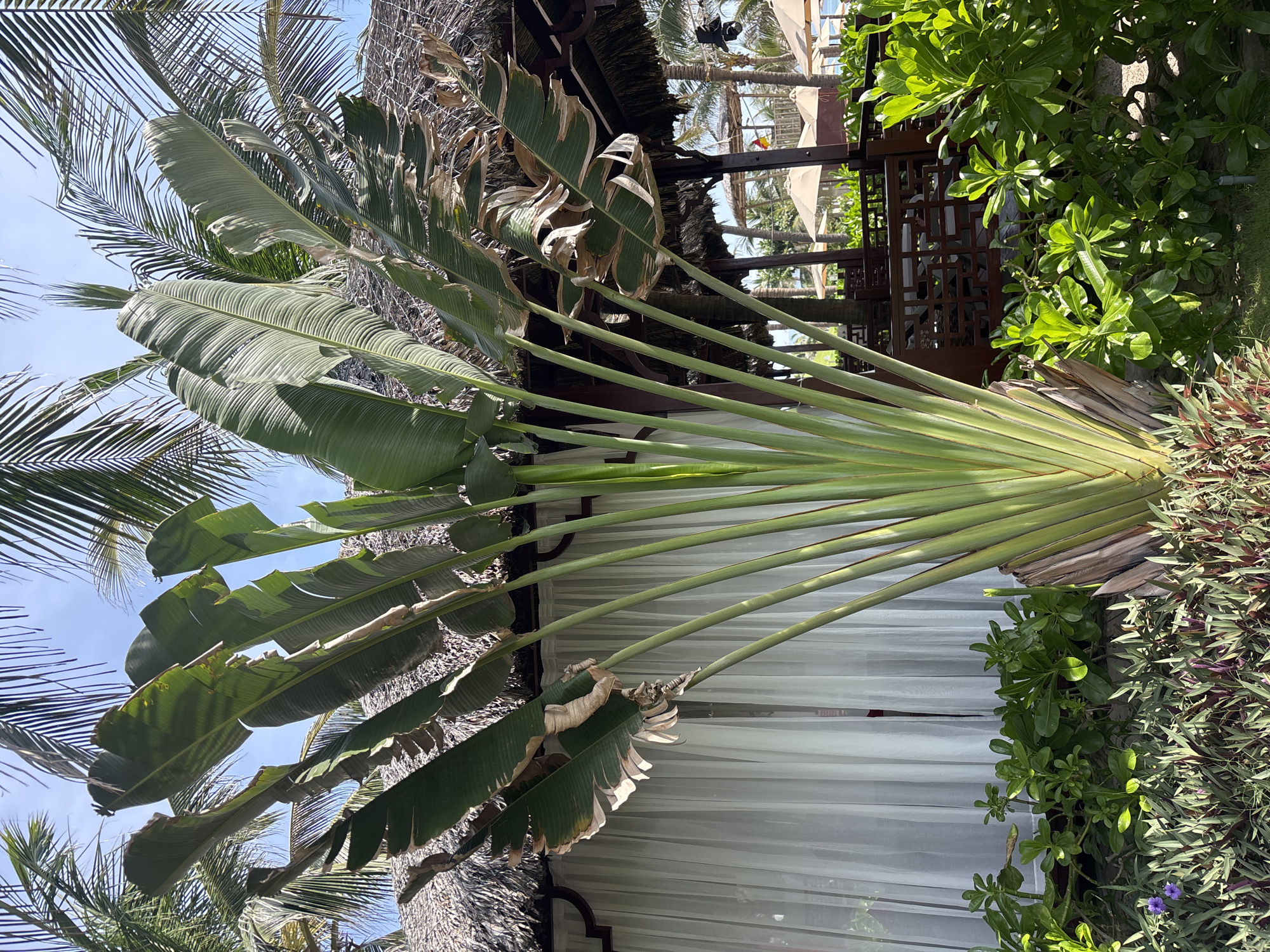In the city of Unknown, Unknown, a Traveler's Palm tree dominates the foreground, its fan-like fronds fanning out towards a bright blue sky. The palm's long, green pseudostems emerge from a single point at its base. Behind the palm, a building with a thatched roof and white sheer curtains is visible. Beyond that, a shaded outdoor seating area with dark wood furniture and umbrellas can be seen, suggesting a resort or restaurant setting. Lush green foliage and a small purple flower are scattered in the foreground. The scene appears to be a tranquil outdoor space, possibly in a tropical location.