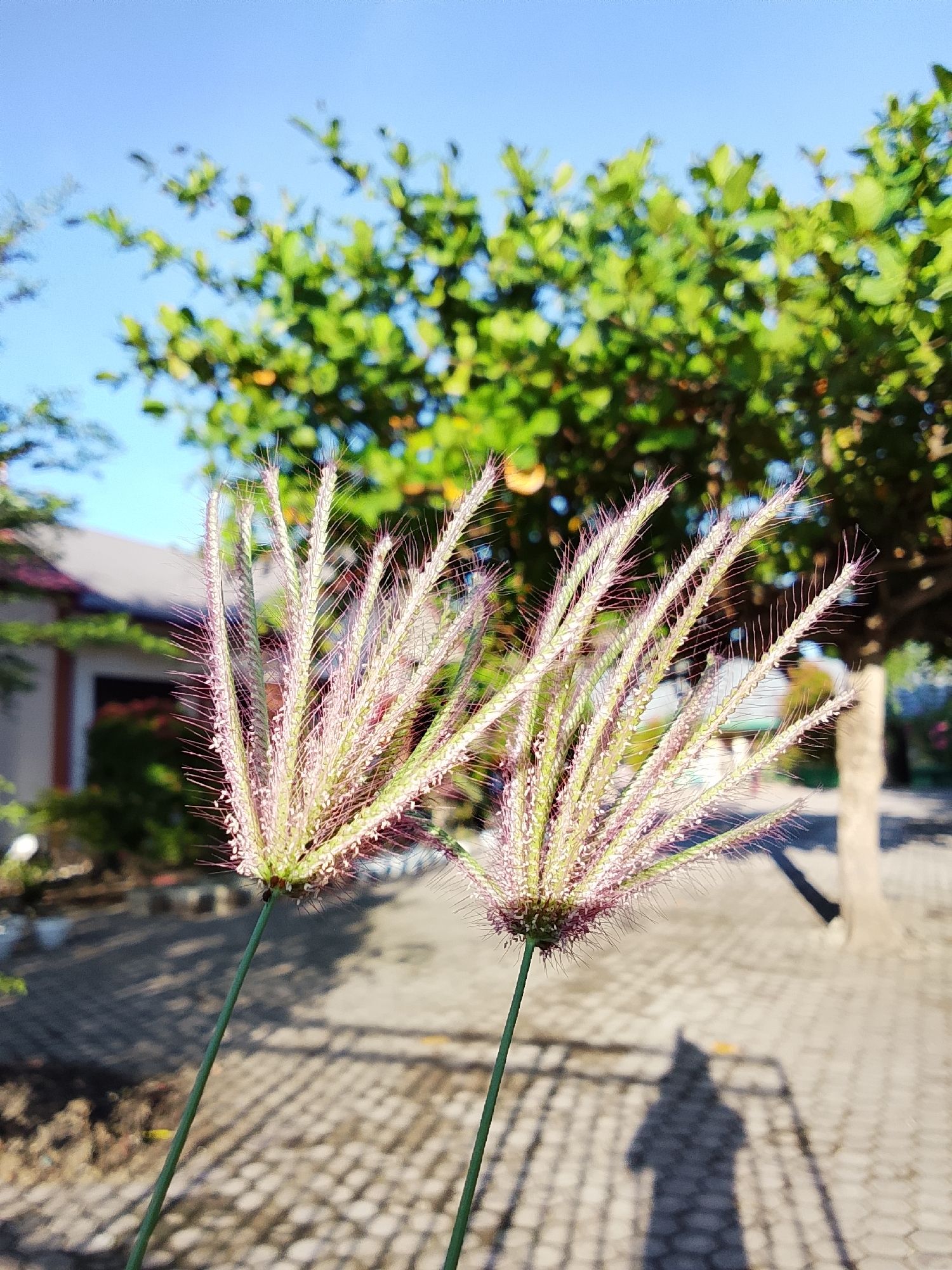 In Blangcut, Indonesia, on a bright, sunny day, two delicate blades of grass with wispy, reddish-purple seed heads are in the foreground, in sharp focus. Their stems are a vibrant green. In the blurred background, a building with a reddish-brown roof is visible, along with lush green foliage from a tree. The ground is paved with light-colored rectangular stones, casting dappled shadows from the grass and a faint silhouette of a person. The sky is a clear, brilliant blue.