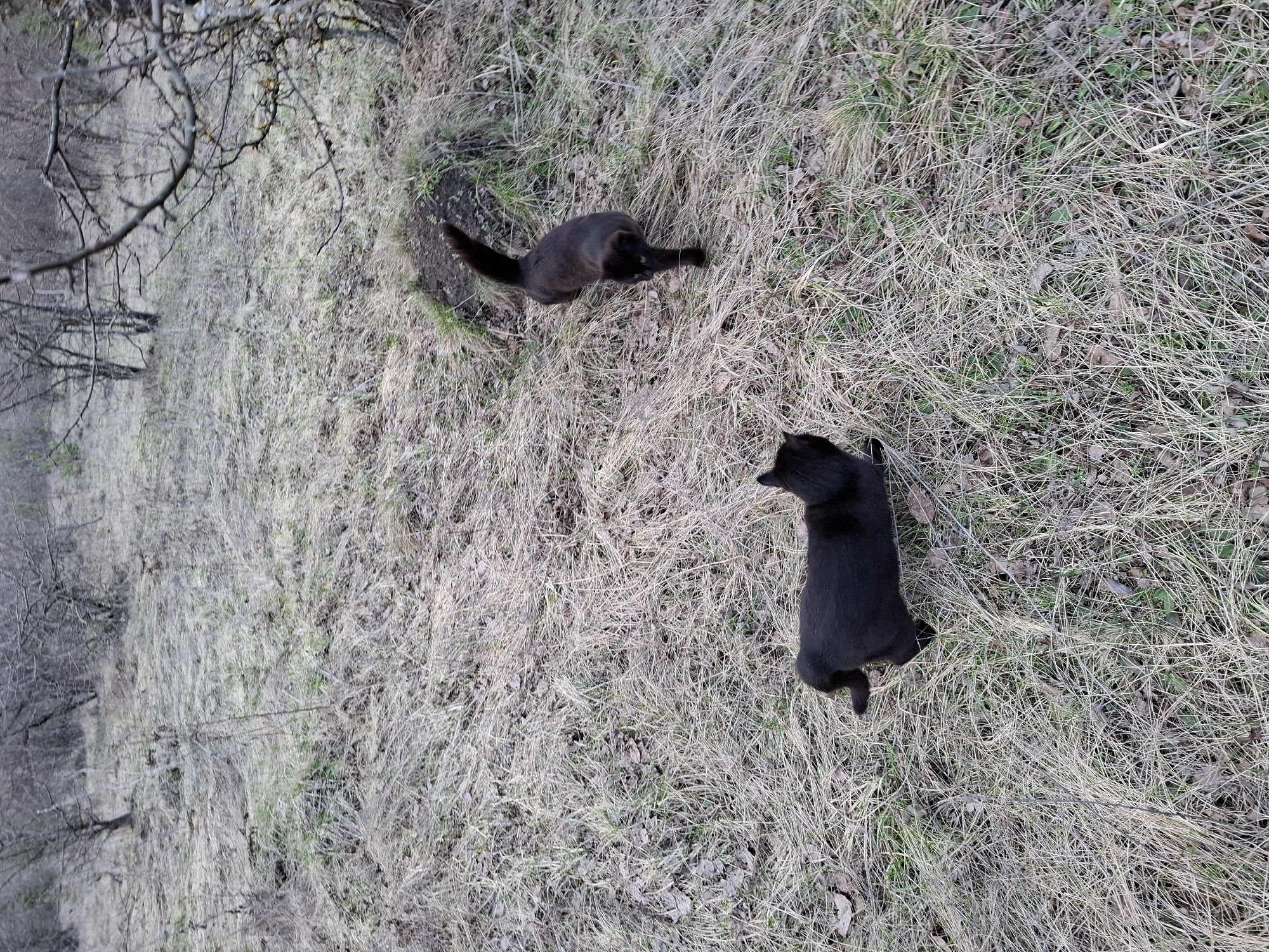Two black cats are positioned on a ground covered with dry grass, leaves, and some green vegetation. The foreground shows more vegetation. The cat at the top of the image is stretched out on the ground. The other cat is standing and facing away from the first cat. Bare tree branches are visible to the left of the frame. The image suggests an outdoor, natural environment, likely a grassy field or wooded area in a location similar to Khlevnoye, Russia. No people are visible. The cats appear to be interacting, although their exact behavior is unclear.