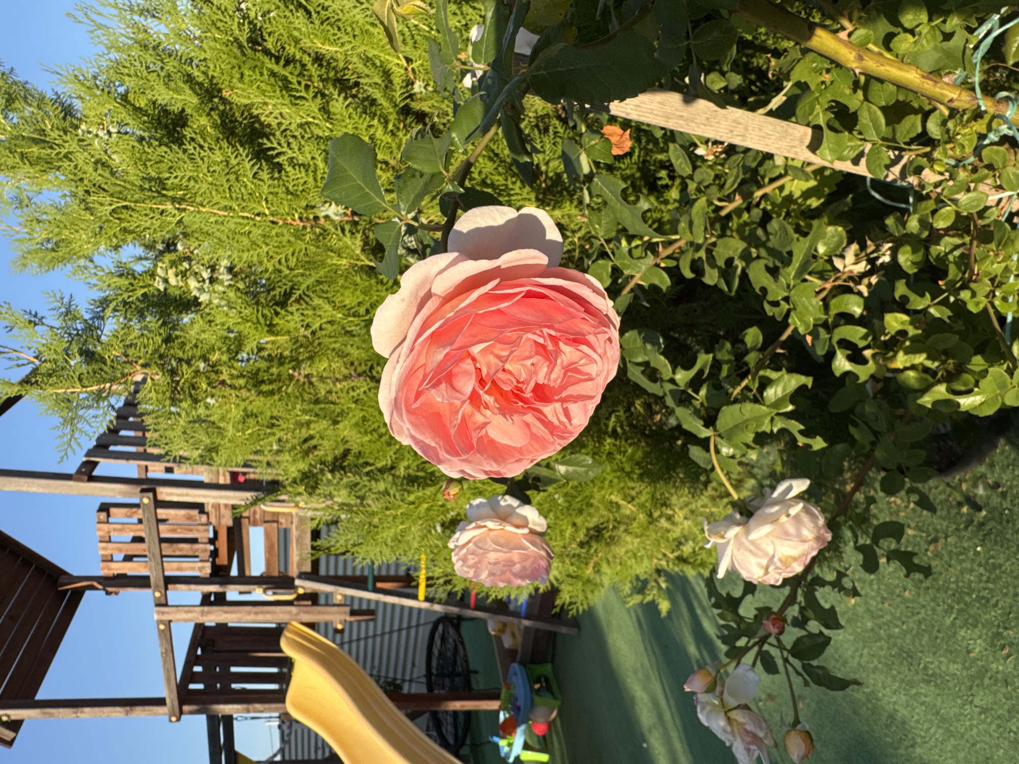 This image depicts a backyard scene in Uyutnoye, Ukraine. In the foreground, a vibrant pink rose bush is in bloom, with several roses and buds visible. A large, fully open rose with intricate petals is the most prominent feature. Behind the rose bush, a dense green coniferous tree provides a lush backdrop. To the left of the rose bush and tree, a wooden playground structure with a yellow slide and a ladder is visible. The ground is covered with a green artificial turf surface. The sky is a clear blue. The lighting suggests it is daytime, likely late afternoon given the angle of the shadows.