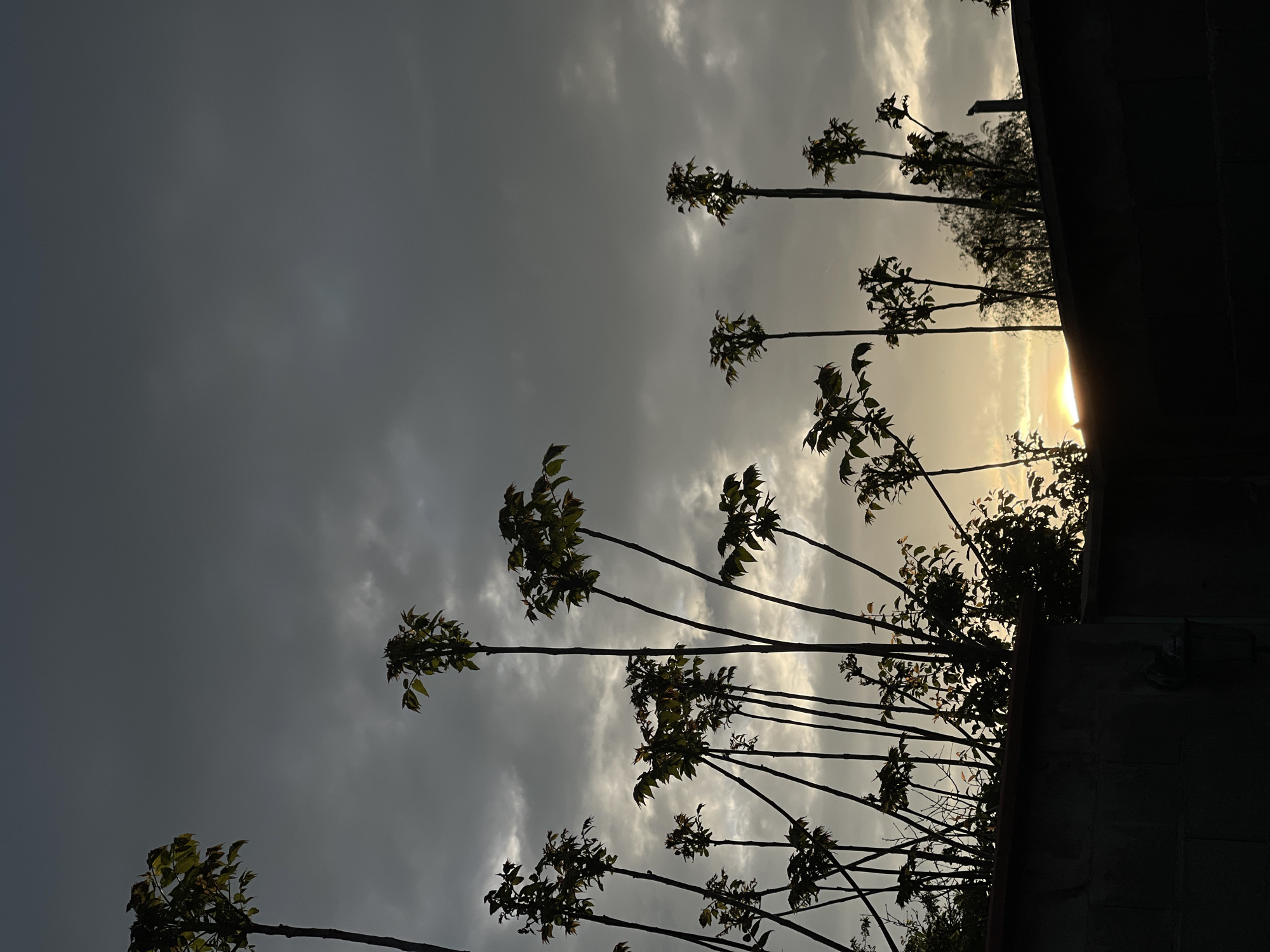 The image shows a view looking upwards towards the sky, framed by silhouetted tree branches in the foreground. The sky is filled with clouds and has an area of brighter light suggesting the presence of the sun. A dark, shadowed wall or structure is visible on the right side of the frame. The location is implied to be Sofia, Bulgaria, but without additional visual cues or landmarks in the frame, this cannot be forensically verified.