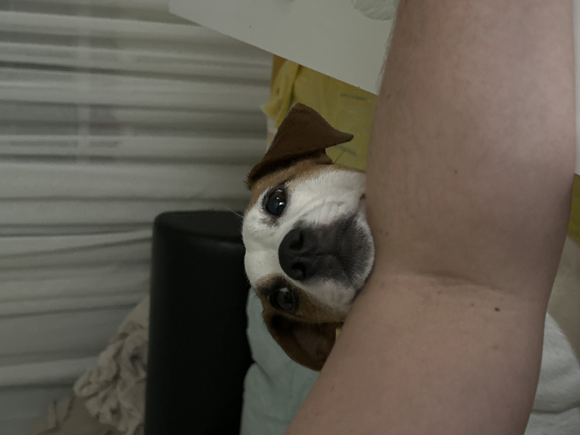 A dog with a white, black, and brown coat is nestled against a person's arm. The dog's face is turned towards the camera, with one ear flopped down. A dark object is visible behind the dog, possibly a chair or bag. The setting appears to be indoors. The background includes blinds or siding, and a hint of yellow fabric. The location of the image cannot be determined to be in the city of Chaikovsky, Russia from the visual data.