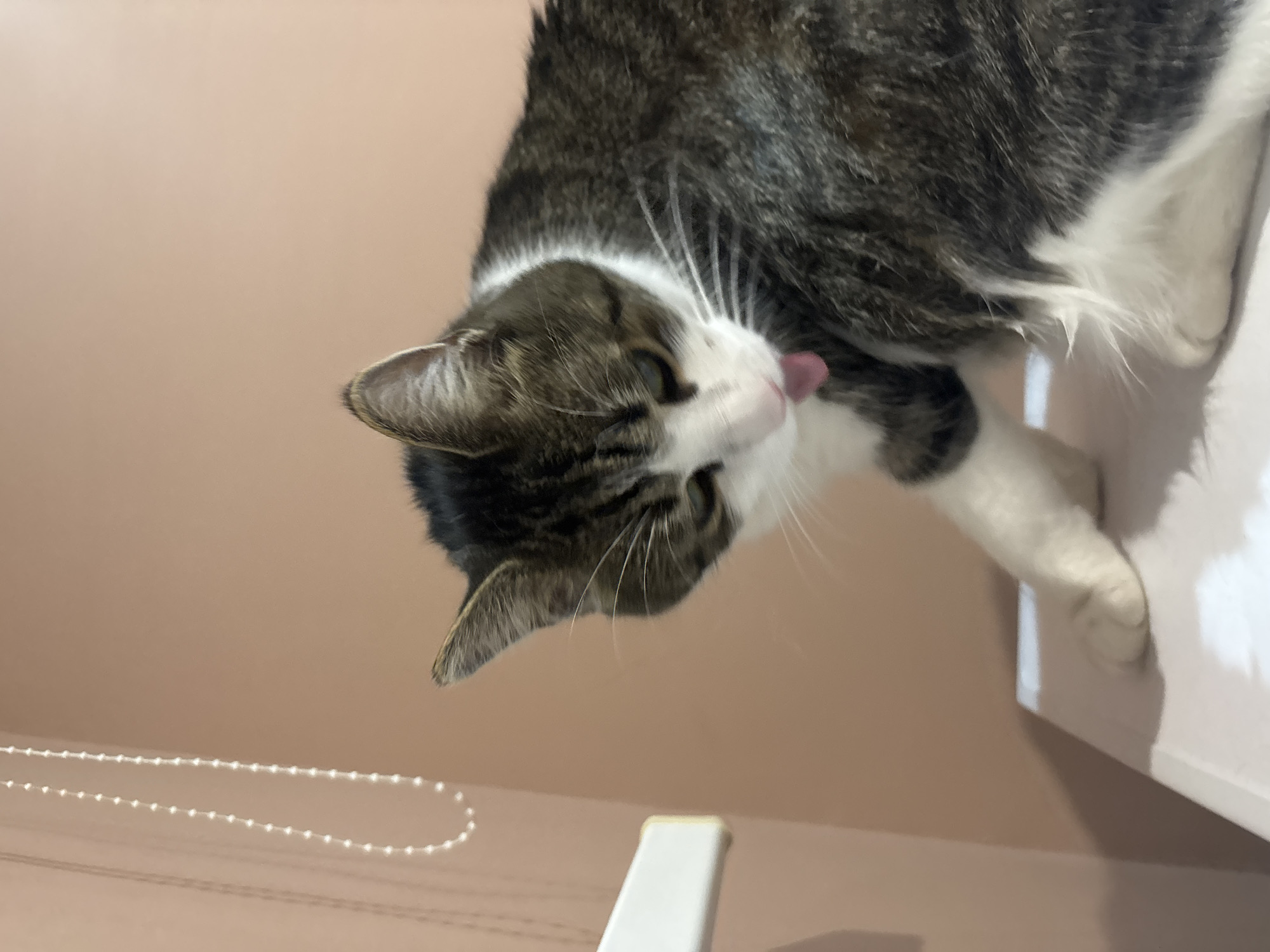In an indoor setting with a pale pink wall as the backdrop, a domestic cat is captured in a close-up, waist-up shot. The cat, primarily gray and white with tabby markings, is positioned on a white surface, likely a piece of furniture. It is actively grooming its right foreleg, with its pink tongue extended and visible, touching its fur. The cat's head is tilted down, focusing on its grooming activity. In the background to the left, a white object, possibly a blind pull or a part of a window fixture, is partially visible, with a string of small, pearl-like beads hanging vertically alongside it. The lighting suggests an indoor environment, possibly with artificial light.