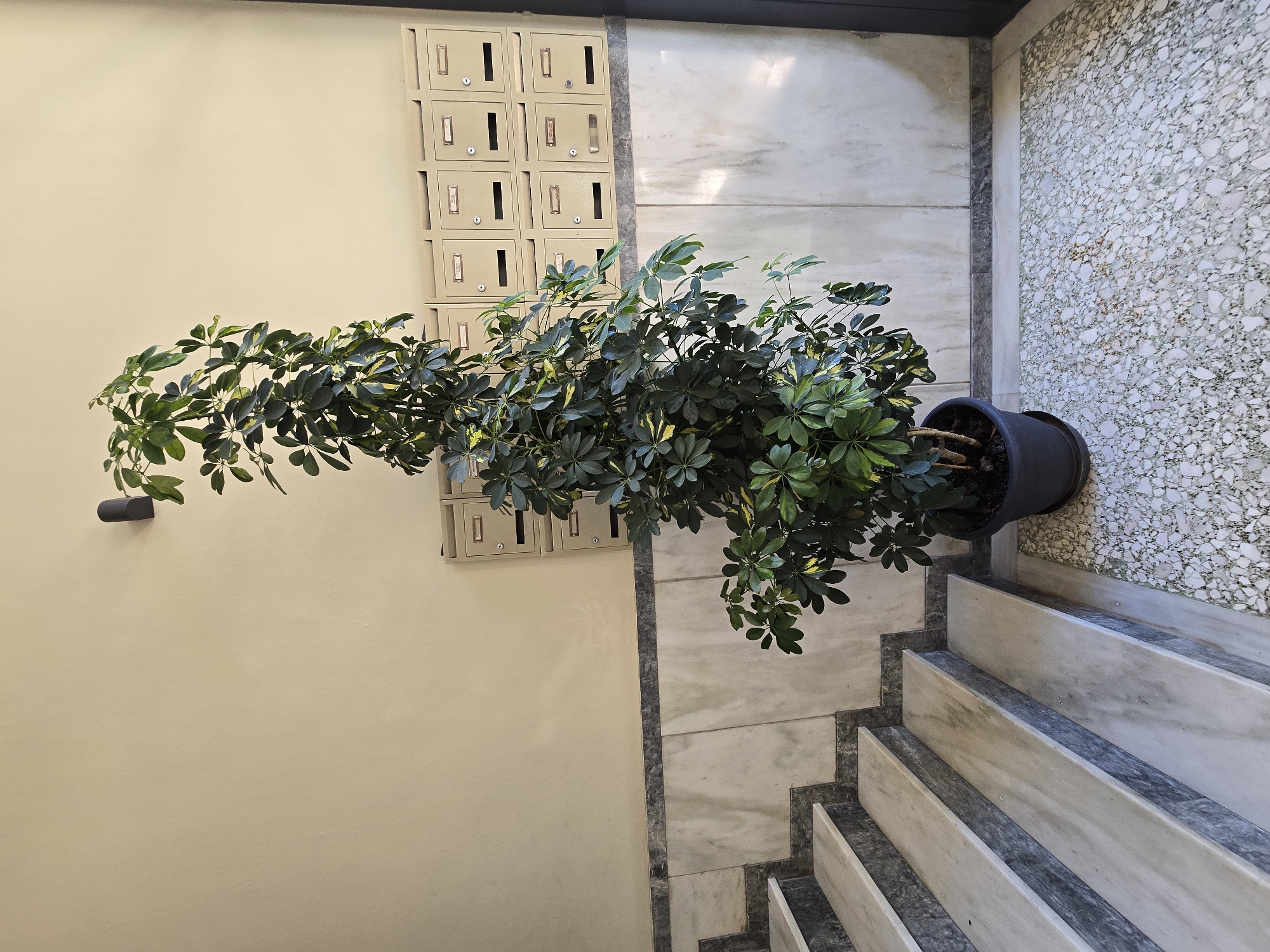 The image depicts an indoor scene, likely a building's common area, featuring a tall potted plant with variegated green and yellow leaves. The plant is situated in a dark, circular pot on a speckled floor. To the left of the plant are marble stairs with dark gray risers. Behind the plant, mounted on a cream-colored wall, is a grid of mailboxes, arranged in two rows of eight. A single wall-mounted light fixture is visible on the upper left portion of the wall. The lower wall section is adorned with marble panels. The overall environment suggests an apartment building hallway or entrance. The image does not contain any individuals or any discernible clues to its specific location within the city of Athens, Greece.