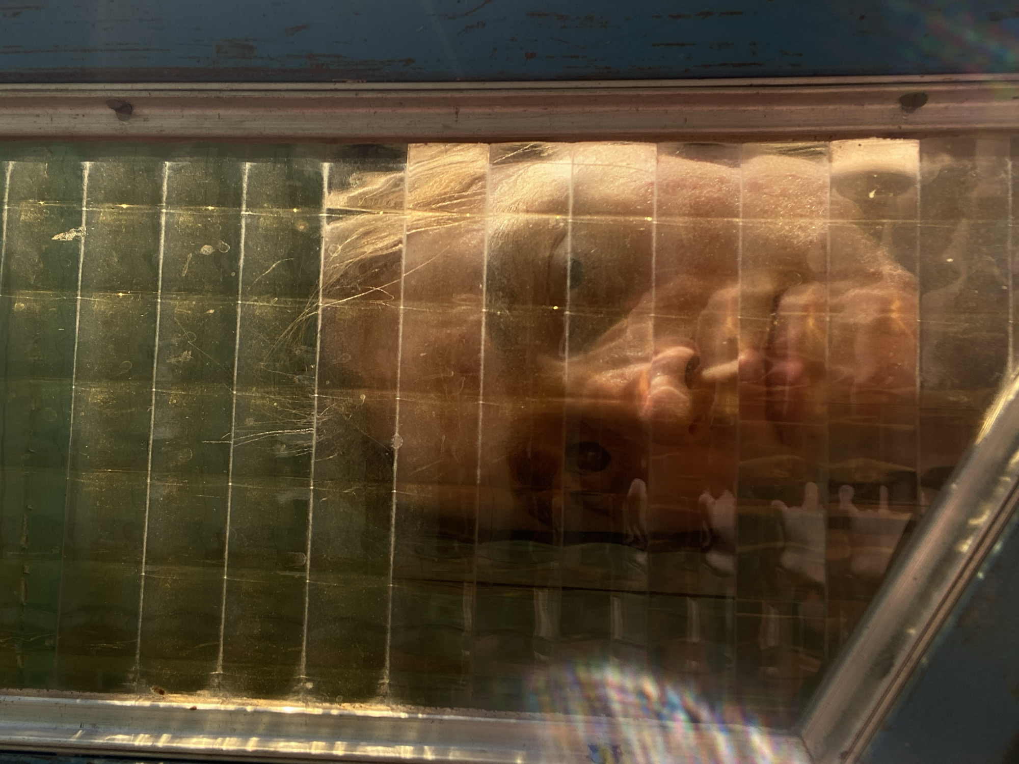 The image is a close-up shot of a person's face, partially obscured by horizontal blinds. The lighting is warm and golden, suggesting either sunrise or sunset. The person appears to be looking directly at the camera. The background is out of focus, but appears to be an indoor environment with some light filtering through the blinds. The overall impression is one of intimacy and mystery. The image was taken in Belgrade, Serbia, in the neighborhood of Dorćol, at an apartment building on Dunavska street.