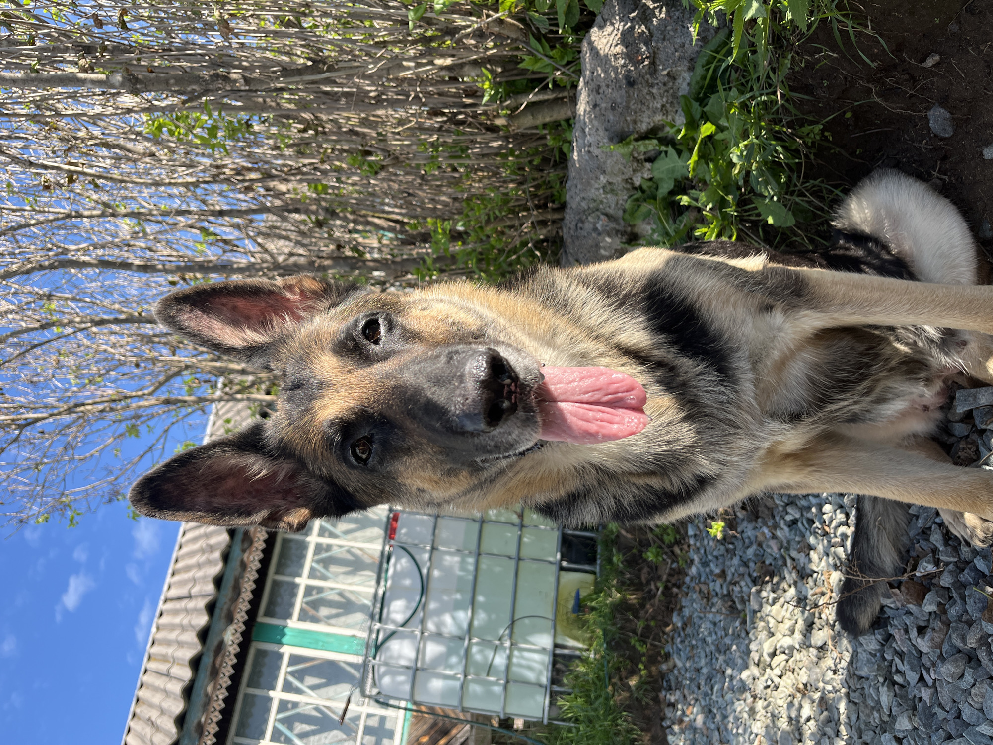A German Shepherd dog is sitting outdoors, facing the camera. The dog has its tongue out and appears to be panting. The dog is a medium-large breed with characteristic black and tan markings. It is positioned in the foreground, with a blurred background that suggests an outdoor setting, possibly a yard or rural area. In the background, there is a building with a corrugated roof, a large white water tank, and a fence made of vertical branches. The ground is covered with gravel in the foreground. The sky is blue with some white clouds. The lighting suggests it is daytime, likely sunny. There are no people present in the image. The location is identified as Nizhny Tagil, Russia.