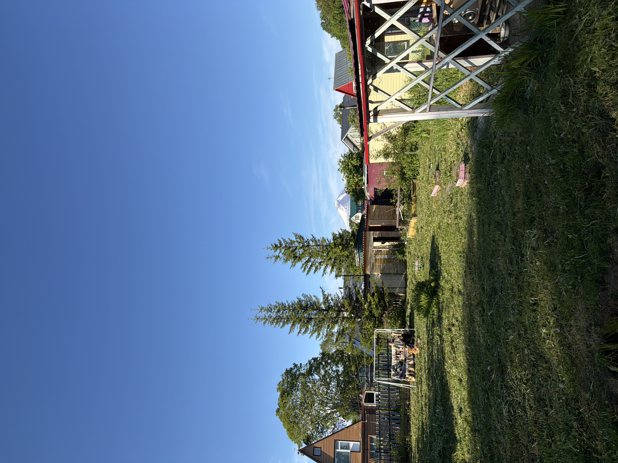 The image depicts a residential backyard in Petropavlovsk-Kamchatskiy, Russia, on a clear, sunny day. The foreground features a grassy lawn with freshly cut clippings scattered on the surface. To the right, a portion of a white lattice structure, possibly part of a gazebo or porch, is visible. In the middle ground, a white swing set with a cushioned bench holds two people, one appearing to be a woman and the other a man. A ginger-colored dog sits on the grass near the swing. Beyond the swing, there are several small wooden structures, possibly sheds or outbuildings, and some garden beds. Two tall evergreen trees stand prominently in the center of the scene. In the background, various houses with different roof colors and styles are visible, along with a distant, snow-capped volcano, likely one of the Avachinsky volcanoes. The sky is a vibrant, cloudless blue.
