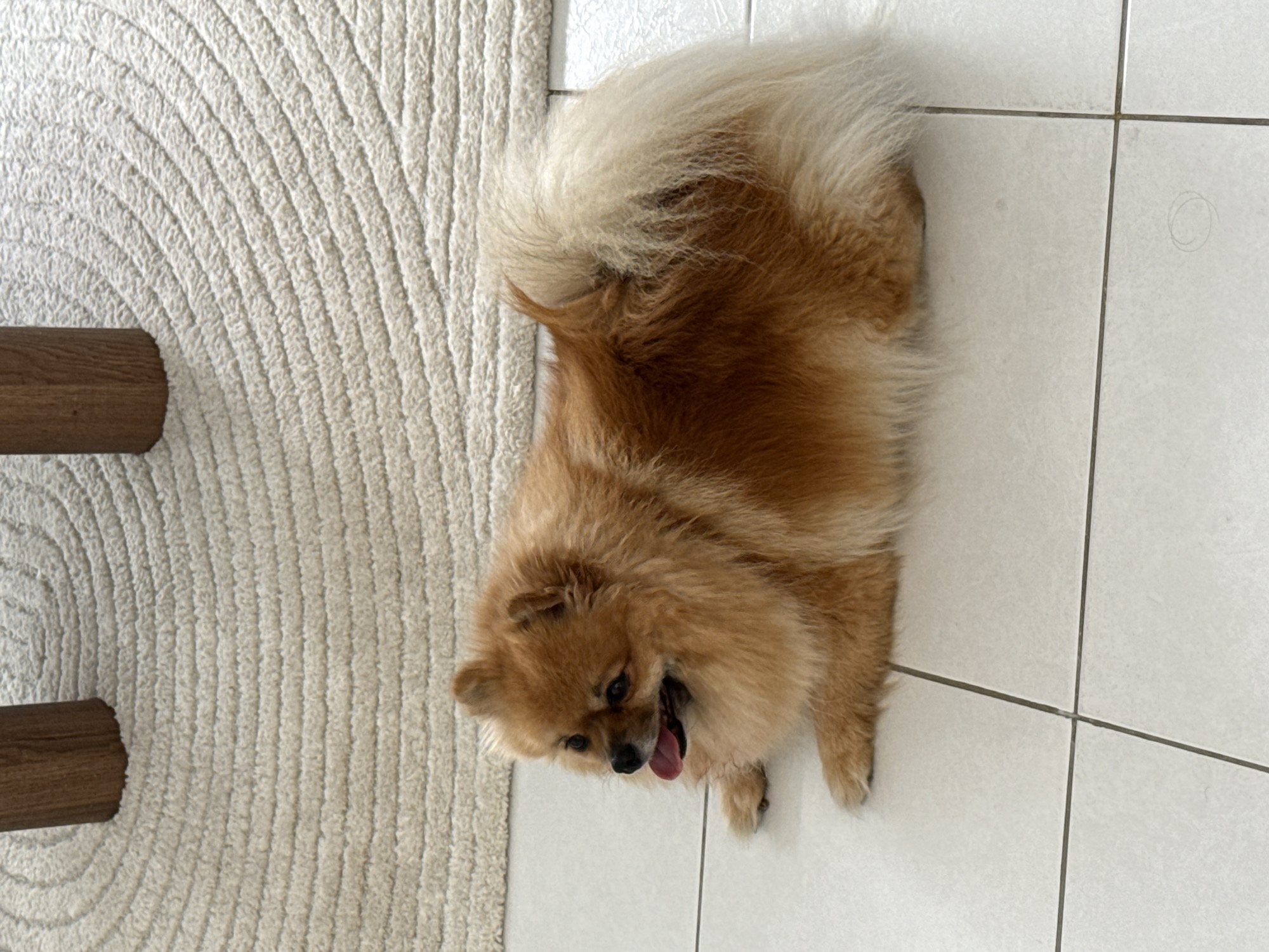 A medium shot from an elevated perspective depicts a fluffy, light-brown and white Pomeranian dog lying on the floor, positioned between a neutral, textured rug and white floor tiles. The dog is oriented with its head at the bottom of the frame and its body angled towards the upper right. Its mouth is open and its tongue is visible. The rug, located on the left, features a circular pattern with two cylindrical wooden objects at the left edge of the frame. The white floor tiles are on the right, with dark lines demarcating the tile squares. The scene is brightly lit. There is no visible indication of a location in Cannes, France.