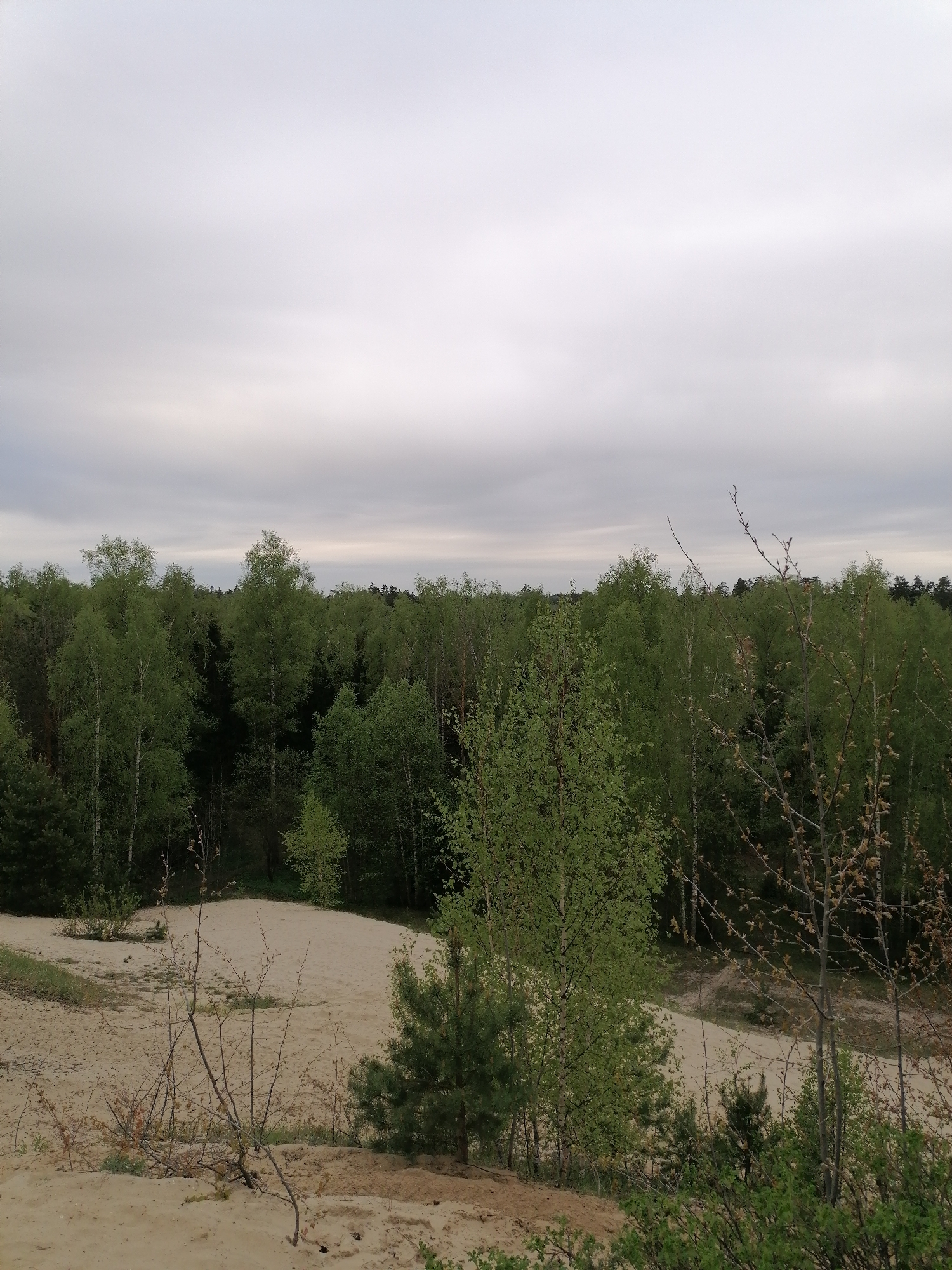 The image depicts a forest edge transitioning to a sandy area under an overcast sky. The vegetation is primarily composed of deciduous trees with green foliage, along with some smaller evergreen trees and sparse shrubs. The ground in the foreground is sandy, with scattered dry vegetation and small hillocks. The overall scene suggests a natural landscape.