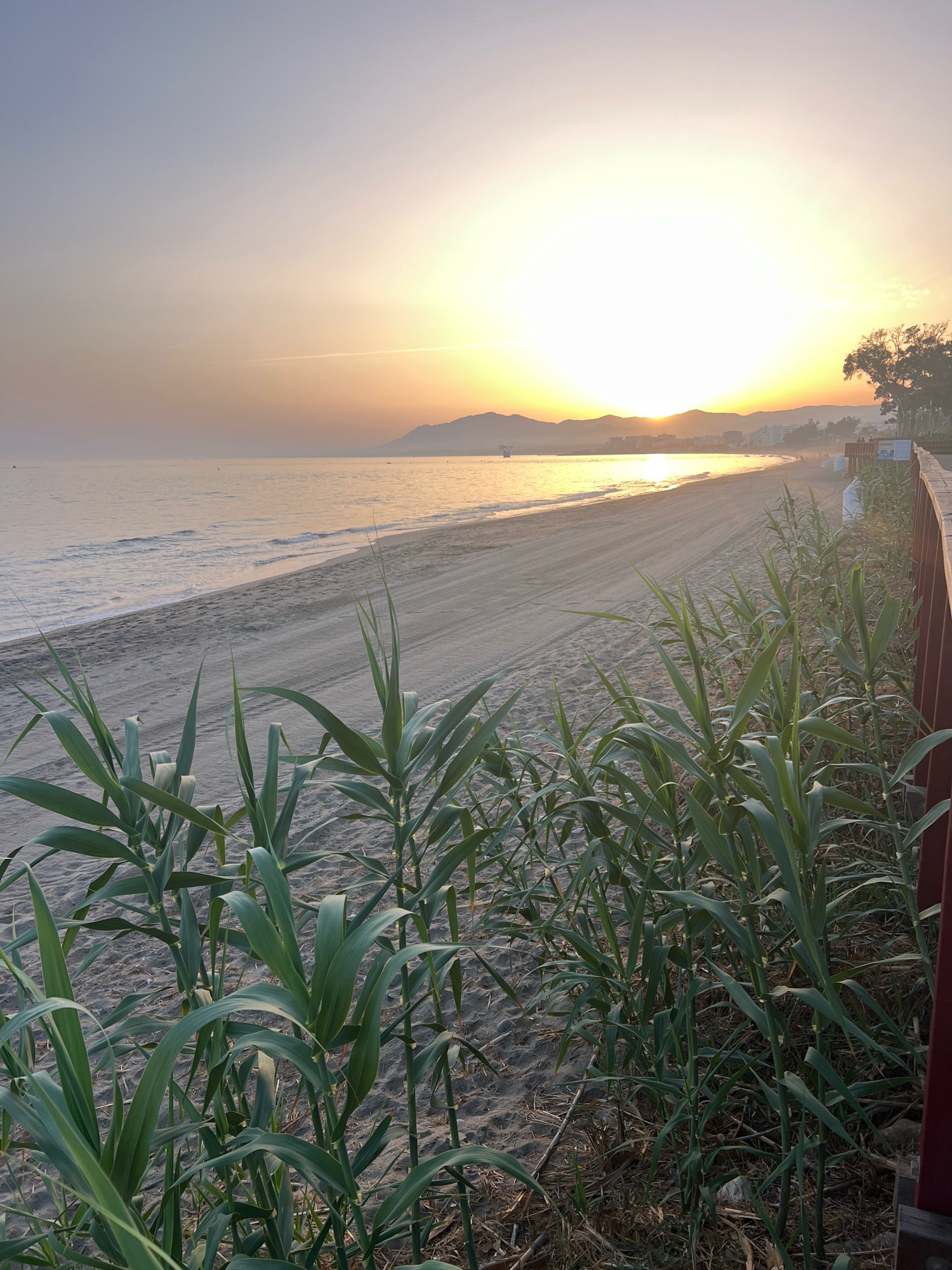 This image captures a serene sunrise over a sandy beach in Marbella, Spain. The sun, a bright orb, is positioned low on the horizon, casting a warm, golden glow across the sky and reflecting on the calm sea. The water's surface is gently rippled, and the wet sand near the water's edge is dark and reflective. Further up the beach, the sand is lighter and shows tire tracks, suggesting recent activity.
In the foreground, tall, green reeds or grasses grow densely, partially obscuring the view of the beach and sea. To the right, a dark red wooden barrier or railing runs along the edge of a pathway, separating the reeds from the beach.
In the distance, a coastal town or resort is visible along the shoreline, with buildings nestled against rolling hills. The overall atmosphere is peaceful and tranquil, characteristic of an early morning at the beach. The composition suggests the photograph was taken from a slightly elevated position, looking out towards the sea and the rising sun.