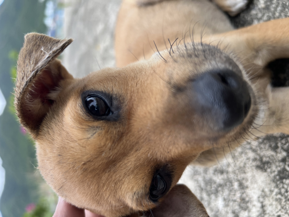 A close-up captures a tan puppy with black eyes and a shiny black nose. The puppy is lying down on a concrete surface. Its left ear is floppy, and long whiskers extend from its muzzle. A hand is visible beneath the puppy's head, perhaps cradling it. The background shows blurred greenery. The puppy's expression is gentle.