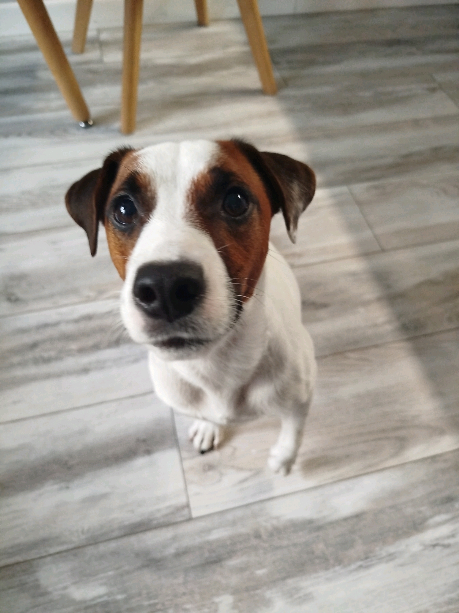 A close-up, eye-level shot shows a Jack Russell Terrier on a light-colored, wood-grain floor. The dog has white and brown markings on its face and body, with dark eyes and a black nose. Its ears are dark brown and stand upright. The dog appears to be looking directly at the camera with a curious expression. In the background, out of focus, are the light-colored wooden legs of a table or chair. The scene is indoors and appears to be a domestic setting. There is no indication of the specific location within Volno-Nadejdinskoe, Russia.