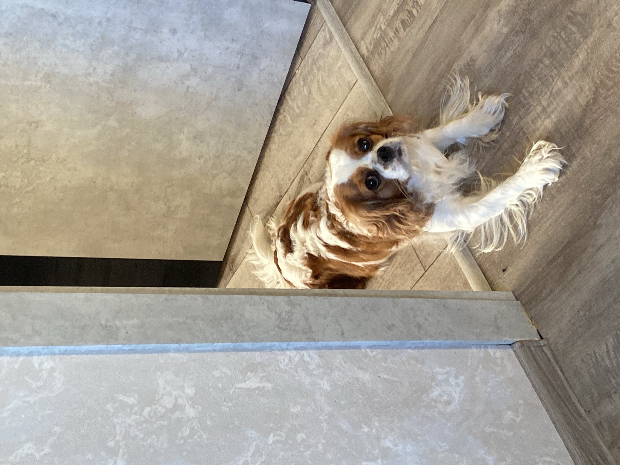 A Cavalier King Charles Spaniel dog lies on a light brown wooden floor in a hallway, partially obscured by a doorway. The dog has tan and white fur and is looking directly at the camera with a slightly tilted head. The floor has a wood plank pattern. The walls in the background are a light color with a textured, possibly tiled, pattern. A light-colored baseboard runs along the bottom of the wall on the left. The scene appears to be indoors, in a domestic setting.