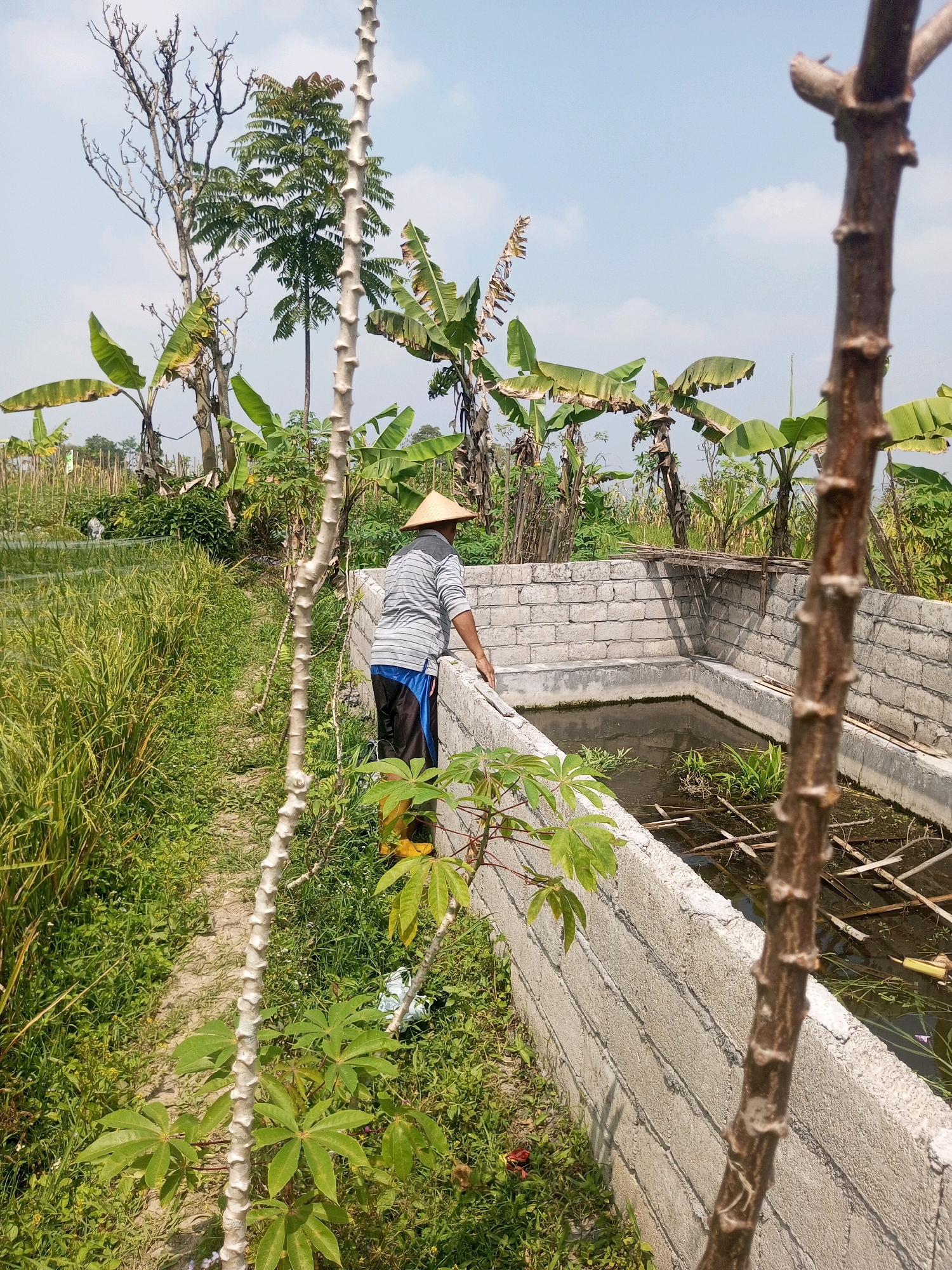 In the rural village of Krasak, Indonesia, a person wearing a conical hat and a striped shirt stands next to a rectangular, partly constructed pond. The pond is lined with grey bricks and contains murky water with visible debris. Surrounding the pond is lush green vegetation, including rice paddies and banana trees. The scene is set under a clear blue sky with scattered clouds. The overall impression is of a typical agricultural landscape.