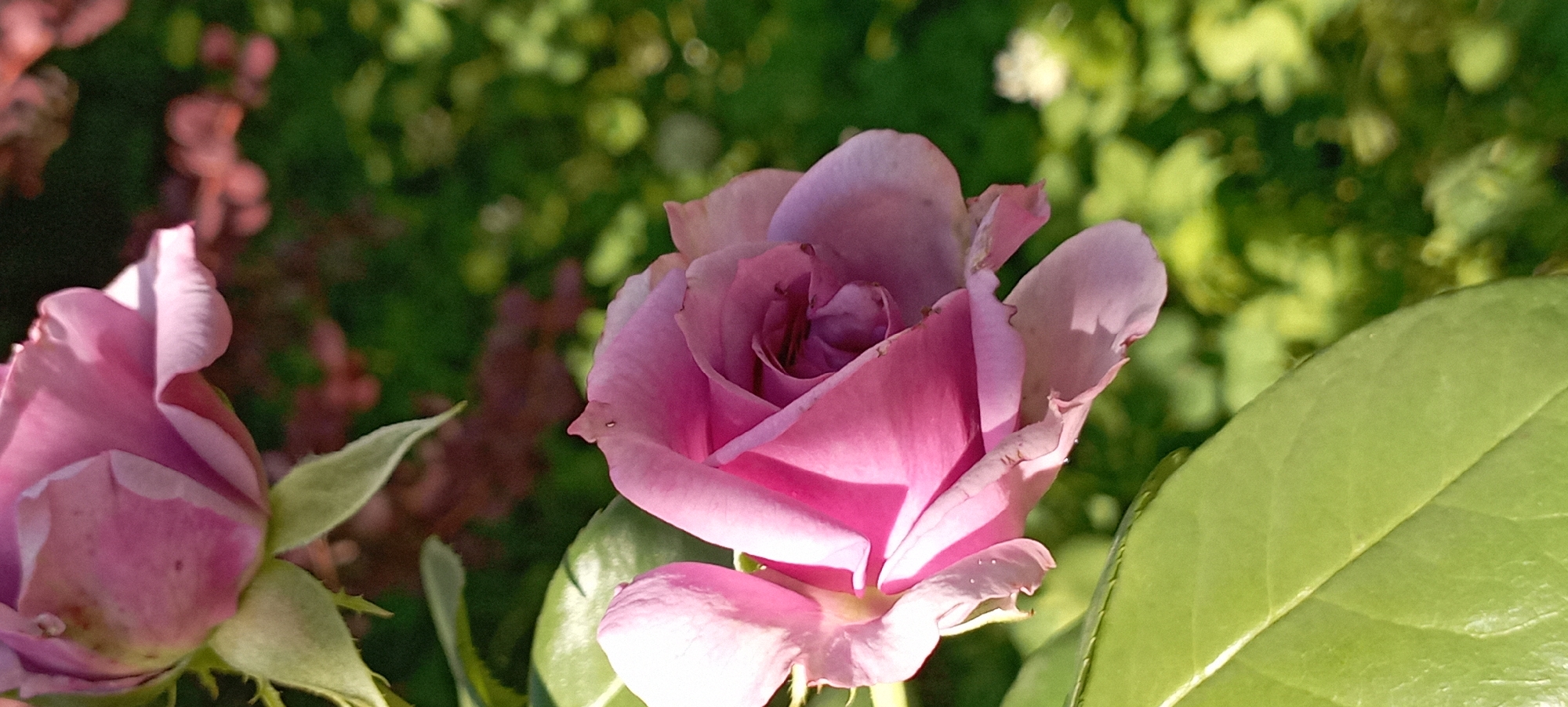 A close-up, vertical shot features a partially bloomed pink rose in the foreground, its petals tinged with a lavender hue. The rose is set against a softly blurred backdrop of green foliage and some out-of-focus reddish-brown plant material, suggesting an outdoor garden setting. The lighting indicates it is daytime, with sunlight illuminating the flower and casting shadows. The overall impression is one of natural beauty and tranquility. The image is captured in Radisne, Ukraine, likely in a garden or park.