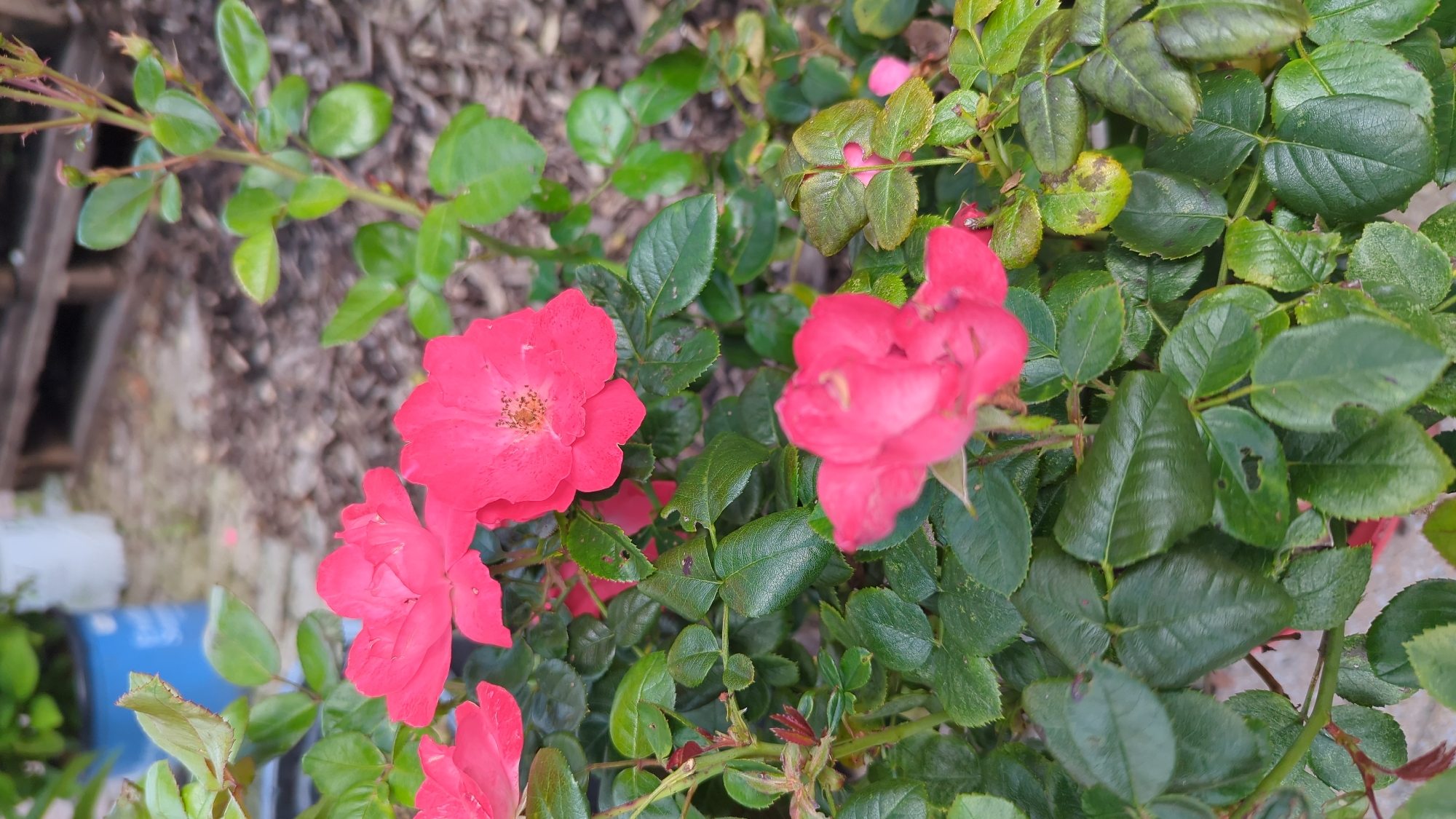 A close-up, eye-level, outdoor, daytime, vertical shot features a cluster of vibrant pink roses in bloom. The roses, with their delicate petals and visible stamens, are the primary subjects, surrounded by lush green foliage. Some leaves show signs of minor damage, such as small holes and discoloration. In the blurred background, a bright blue plastic pot is visible, along with some wooden structures that suggest a garden center or outdoor nursery setting. The ground is covered in mulch. The image is captured in Laval, Canada.