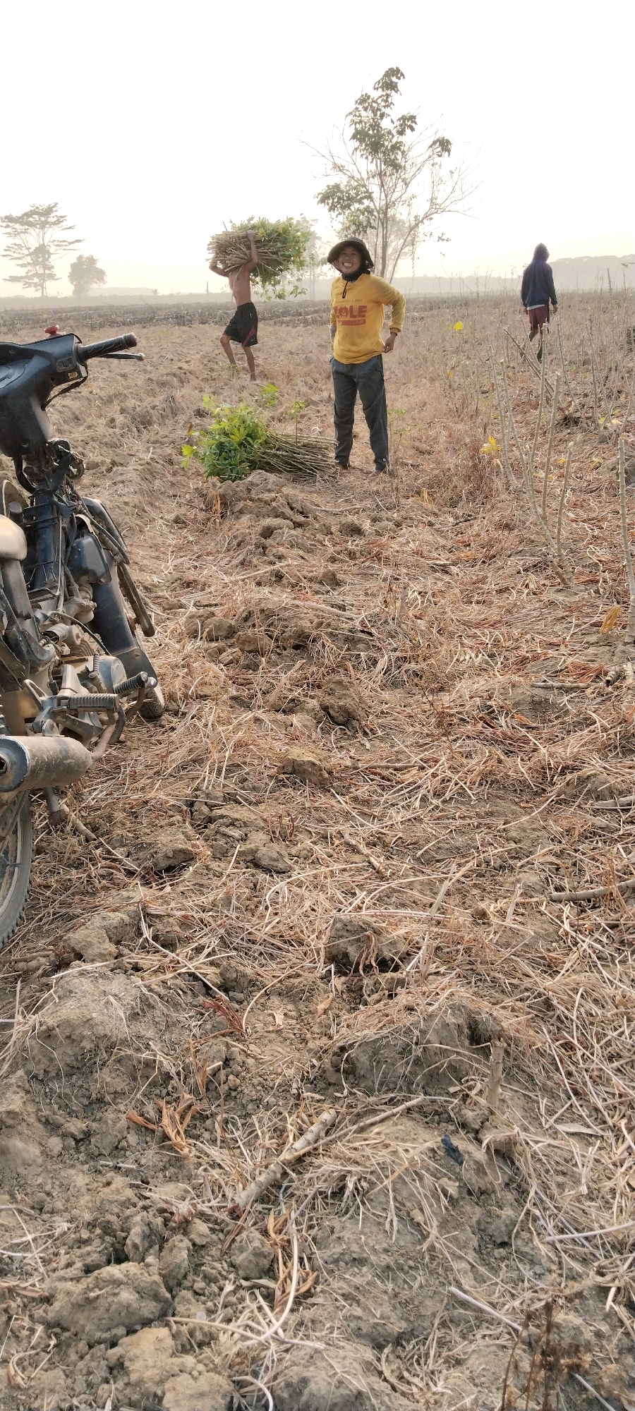 In the city of Tanjung Ratu Ilir, Indonesia, on a dry, tilled field, a motorcycle is parked on the left. In the middle ground, two young males are present. The first, to the left, is shirtless and carrying a large bundle of green foliage and branches over his shoulders. He is wearing dark shorts. The second male, positioned slightly to the right of the first, wears a yellow long-sleeved shirt with "POLE" written on it and dark pants. He is looking towards the camera and smiling. Further to the right, another figure, appearing to be a young person, walks away from the camera, wearing a dark hooded garment and dark pants. The field is covered with dry vegetation and soil. The background shows a bright, overcast sky and distant trees.