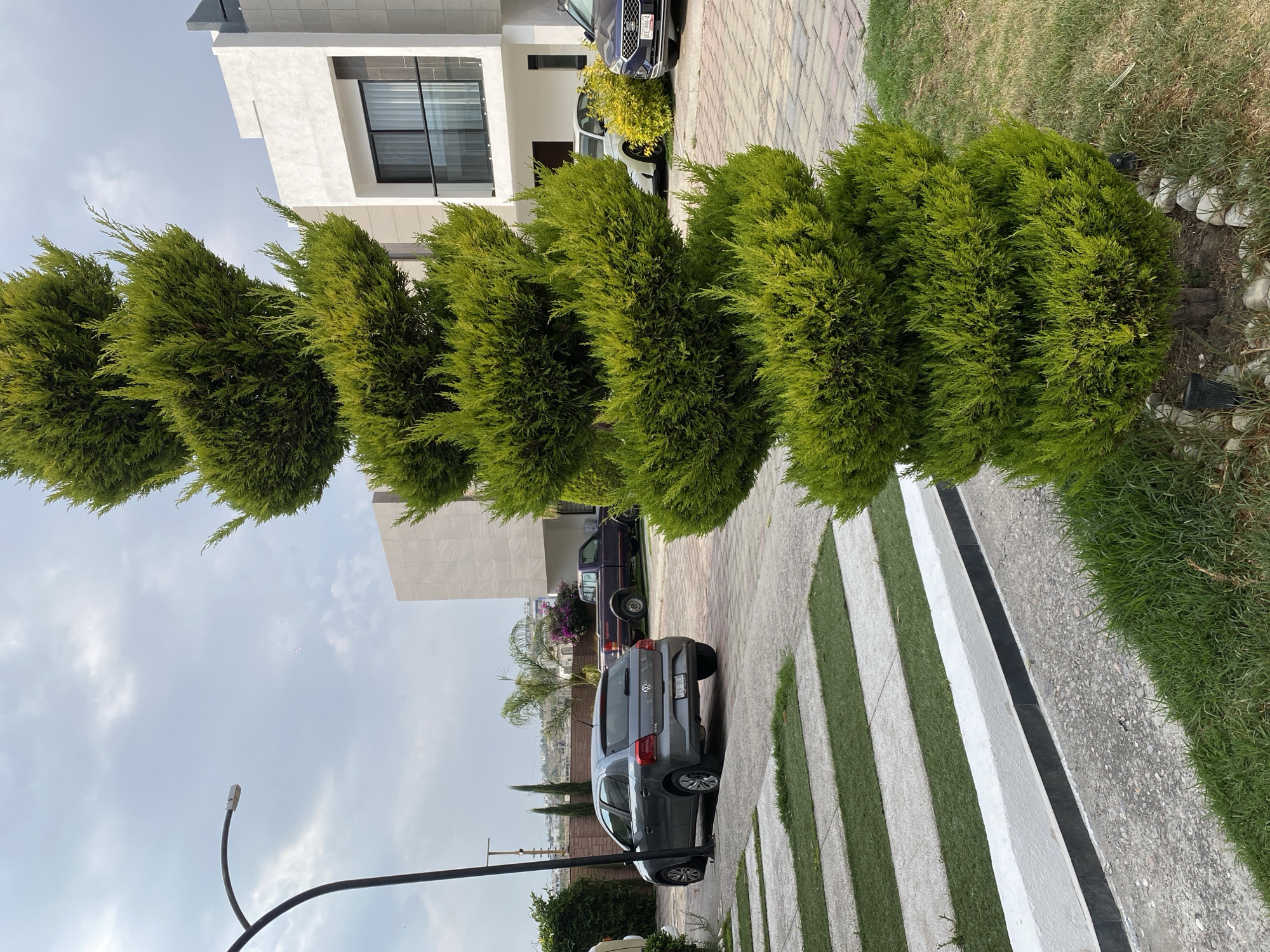 The image shows a suburban street in Unknown, Unknown. Along the right side of the frame, five rounded, green shrubs are planted close together. A gray vehicle is parked along the left edge of a driveway marked with alternating green and white stripes. Behind the gray vehicle, another vehicle, a burgundy pickup truck, is visible, and beyond that, a modern, multi-story house with white stucco walls and a large window is present. A curved streetlight is located to the left of the parked car. The sky above is overcast. The scene is peaceful and residential.